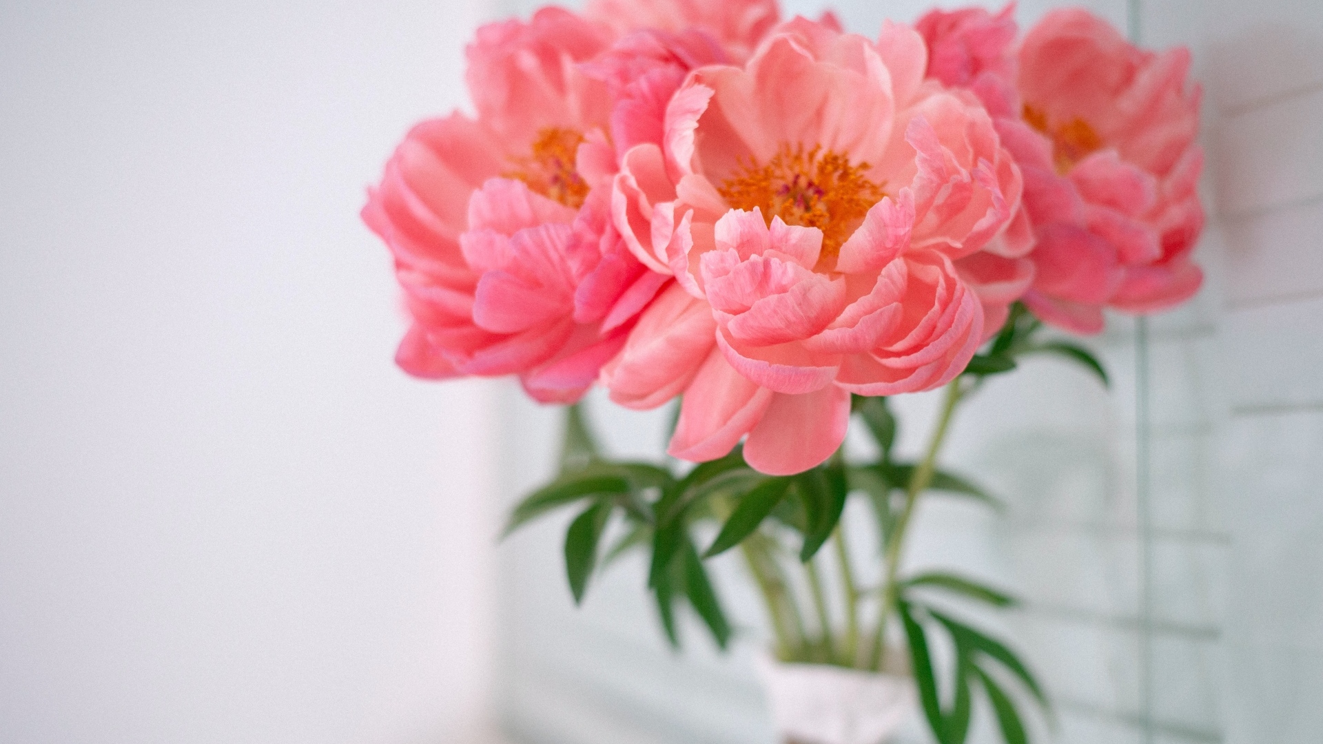 Букет розовых пионов в вазе у стены