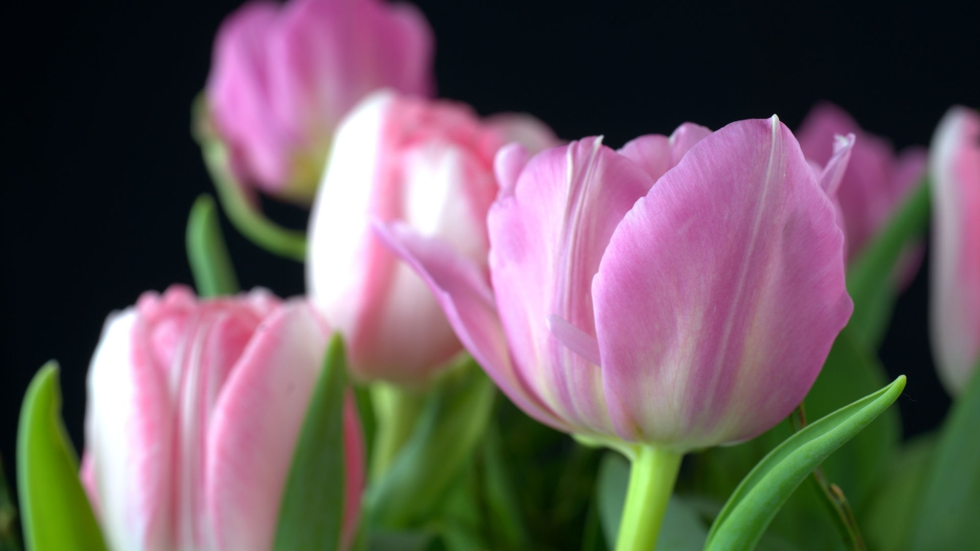 Букет из розовых тюльпанов на черном фоне вблизи