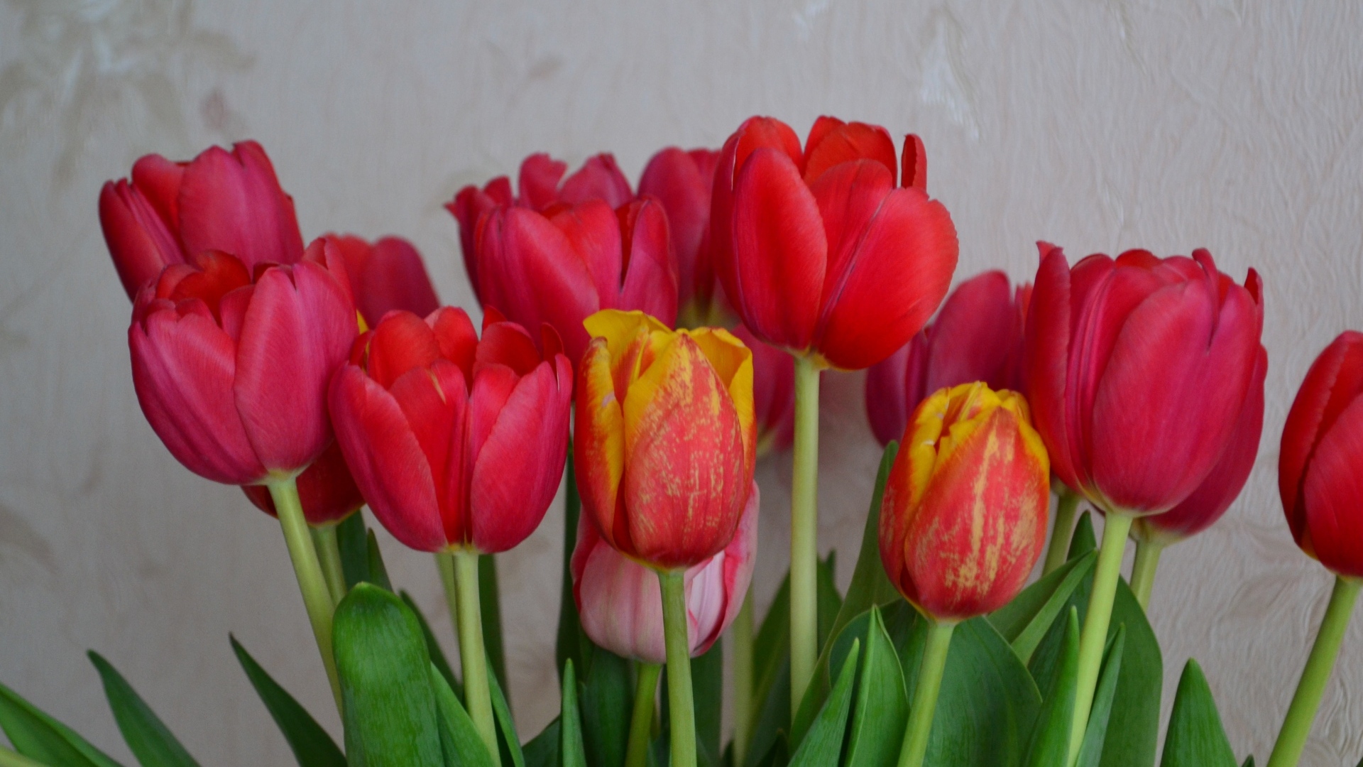 Букет красных тюльпанов на фоне стены