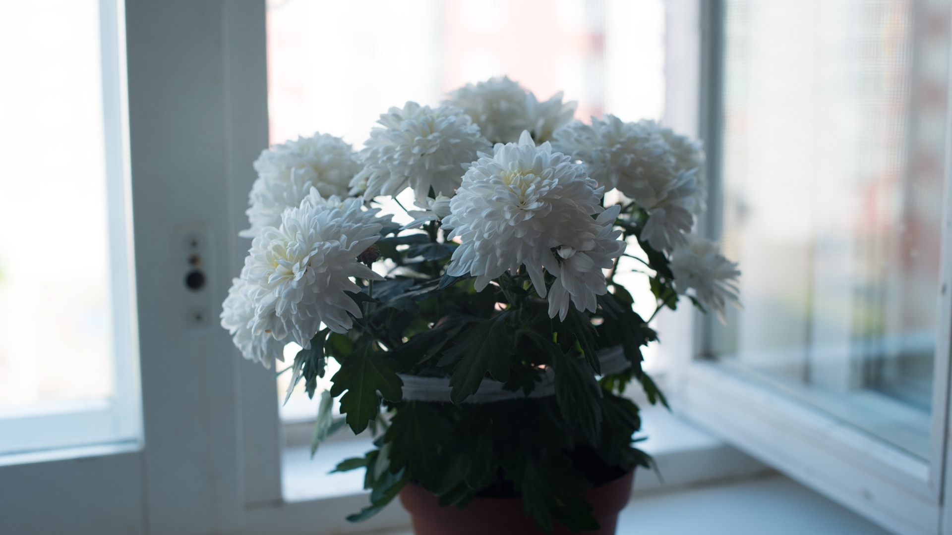 Букет белых хризантем на окне