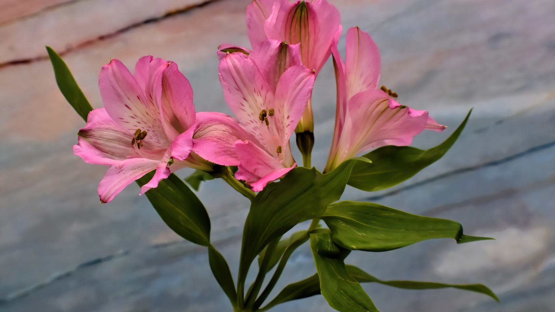 Ветка розовых цветов альстромерия