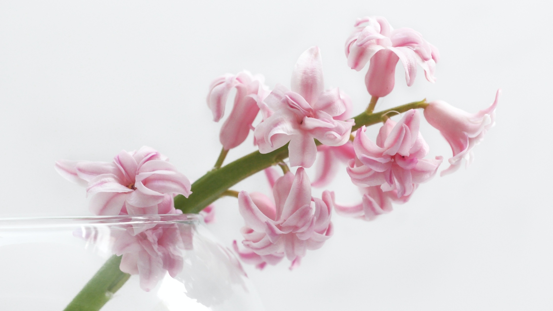 Ветка розового цветка гиацинта на белом фоне