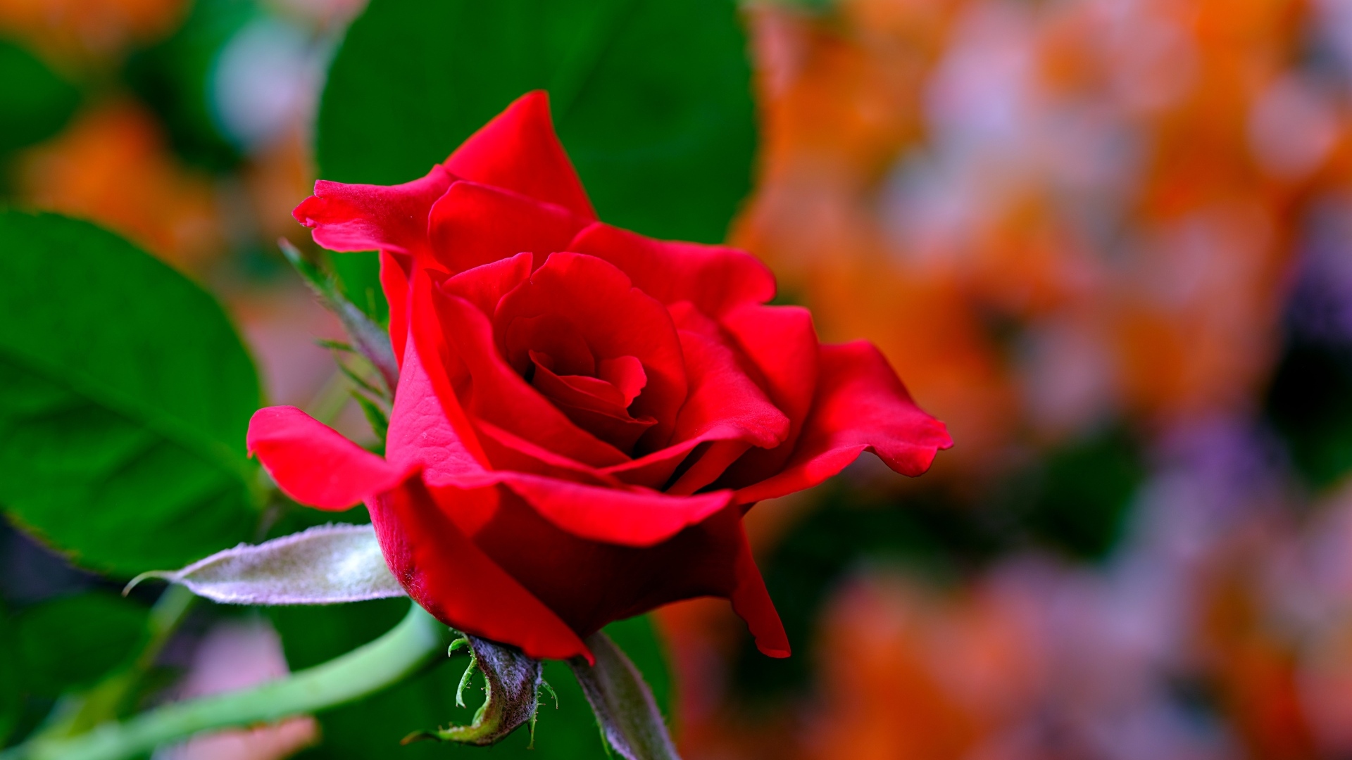 Яркая ароматная алая роза крупным планом