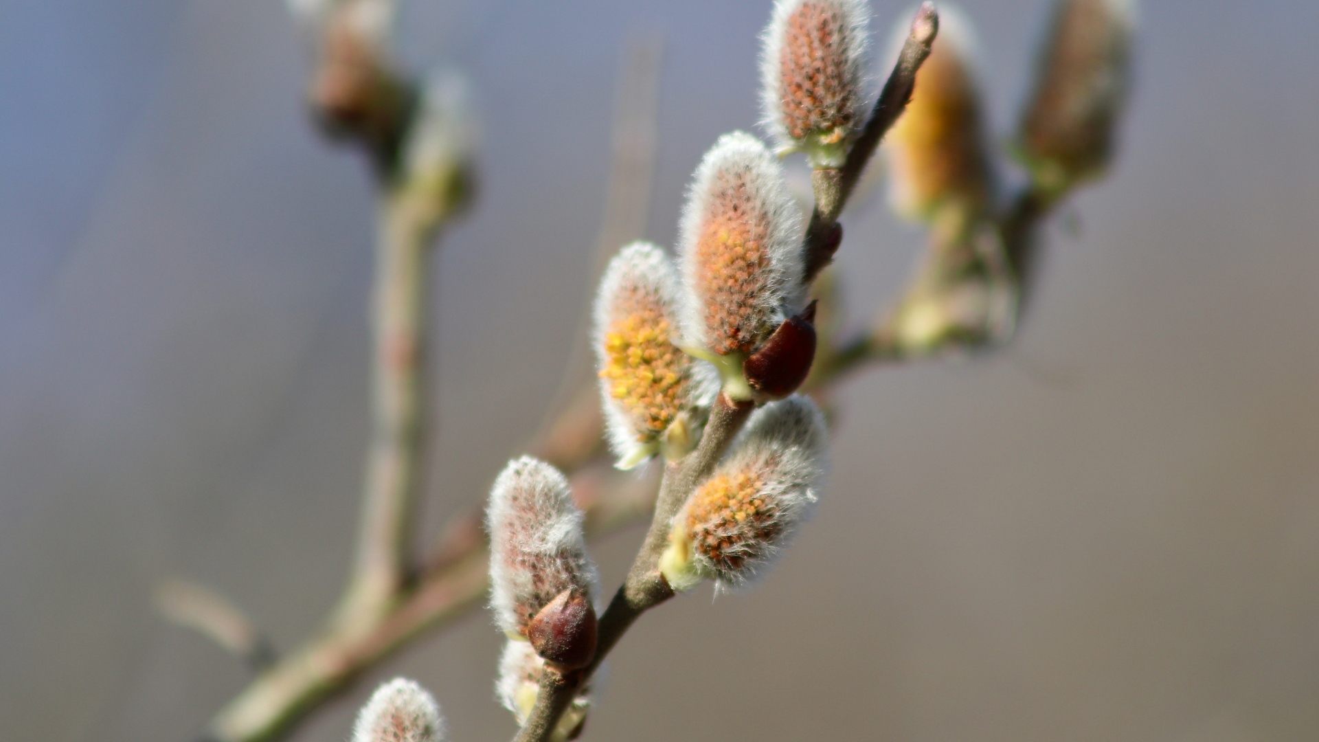 Бурая пушистая ветка вербы весной