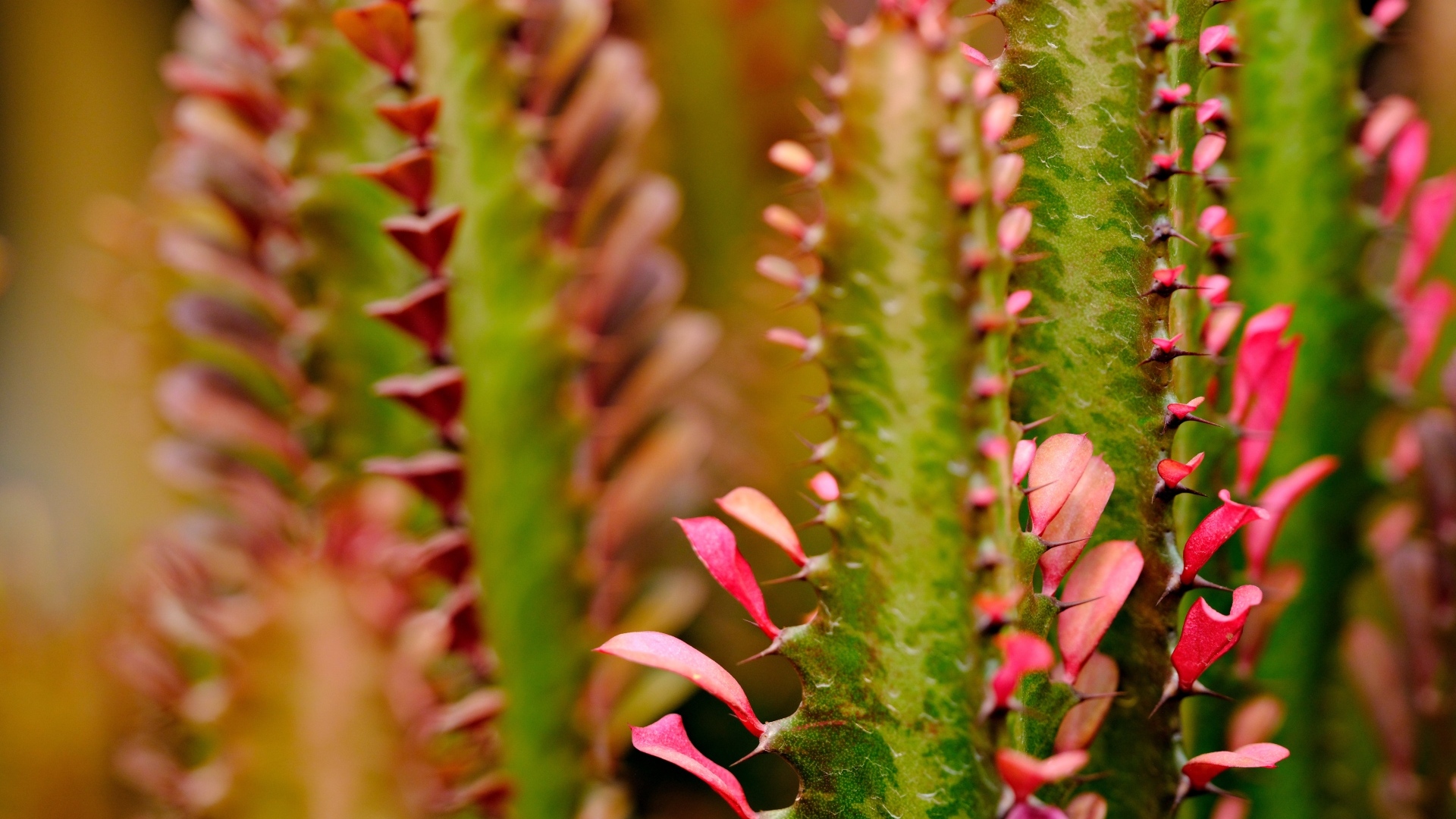 Кактус с красными лепестками крупным планом