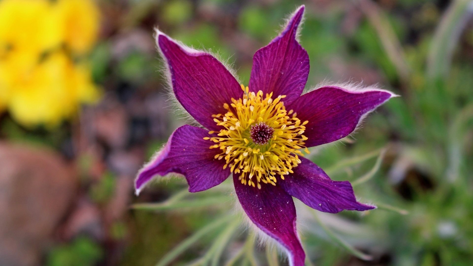 Красивый цветок прострела с желтой серединкой крупным планом
