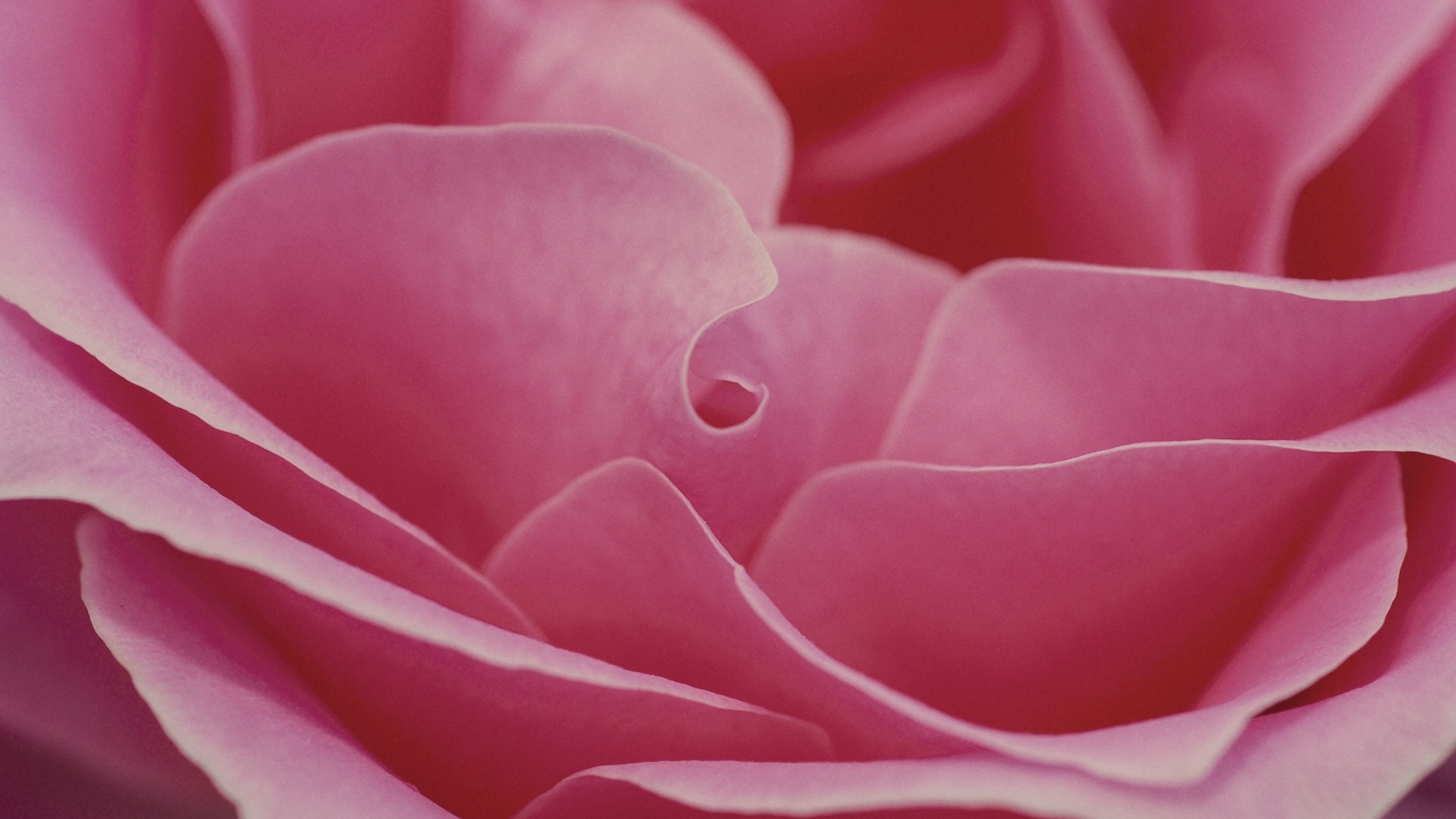 Лепестки розовой розы крупным планом