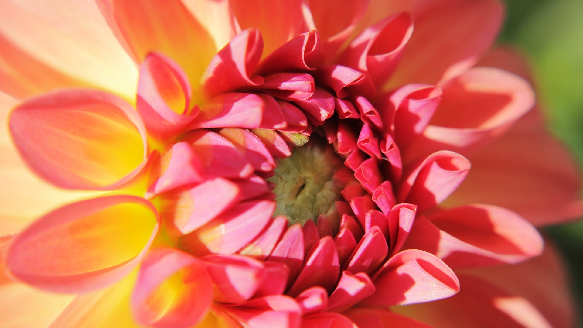 Цветок георгина крупным планом