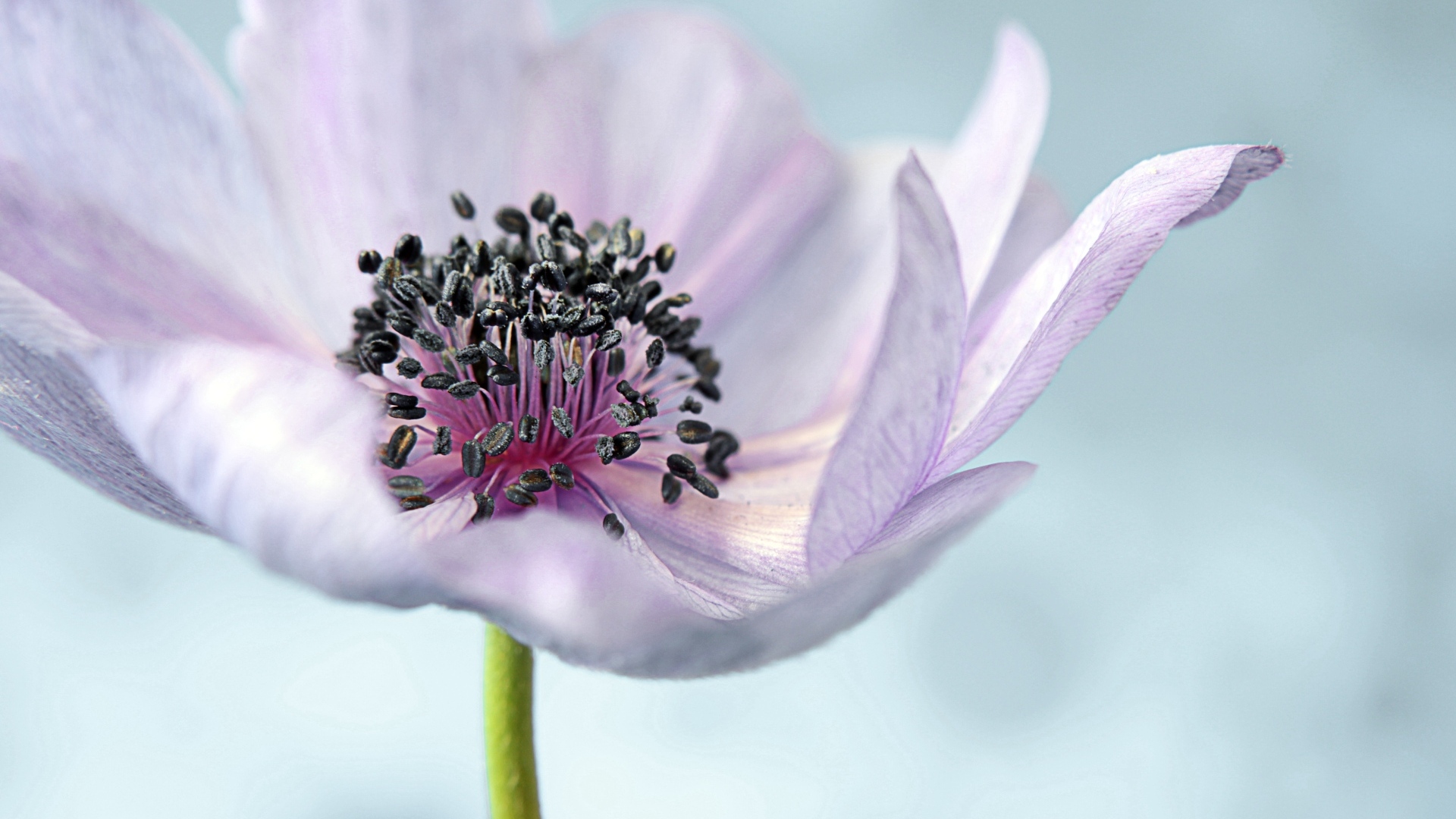 Нежный цветок анемон на сером фоне