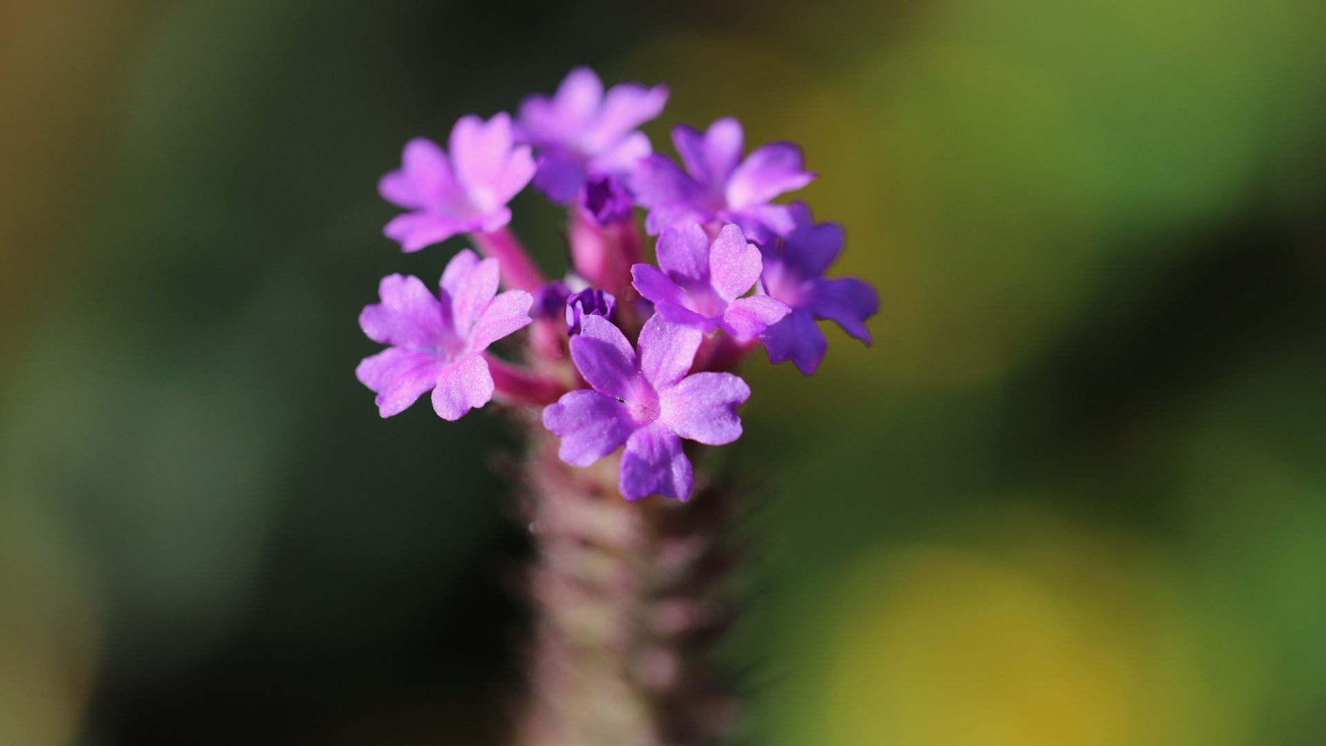 Нежный сиреневый цветок вербена жесткая