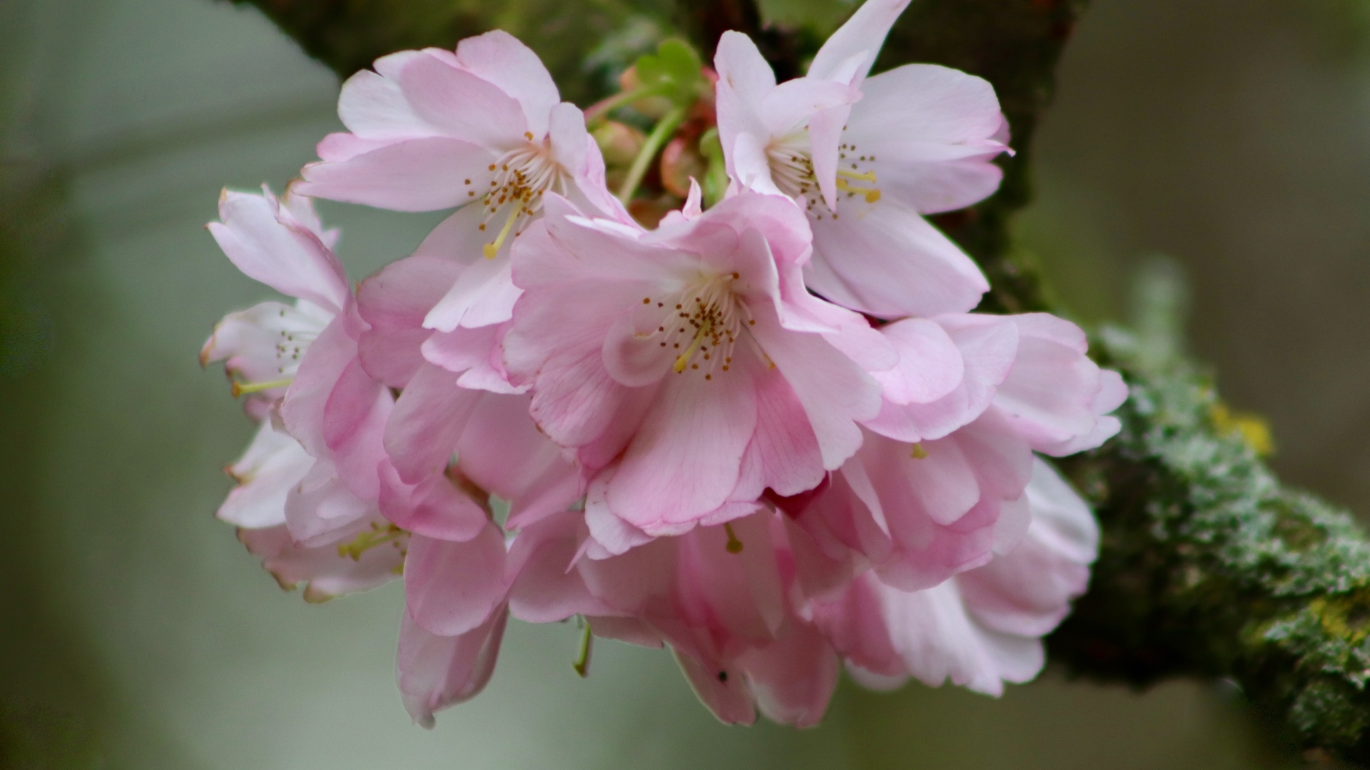 Нежные розовые цветы на ветке дерева вишни 