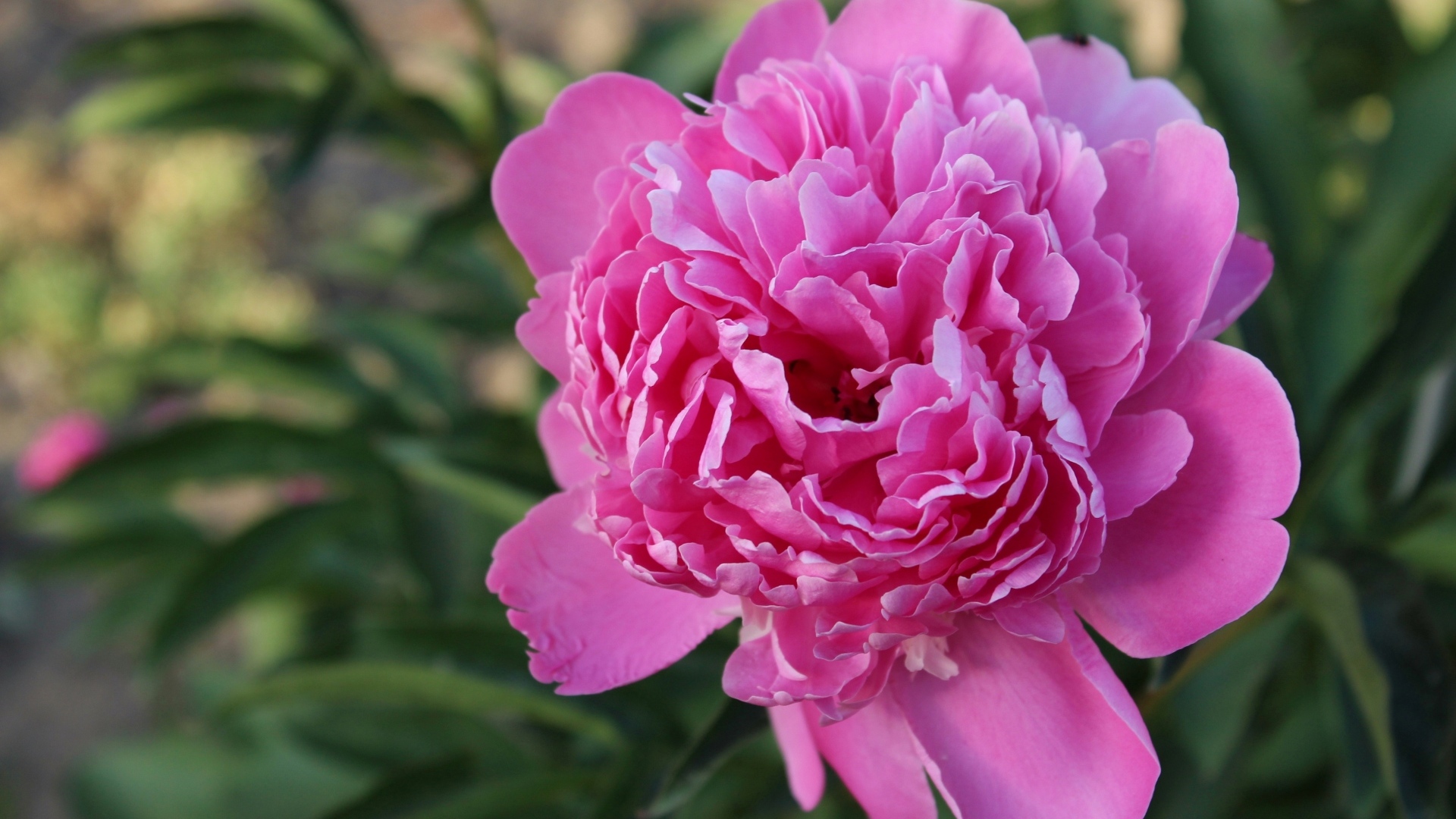 Нежный розовый пион на клумбе