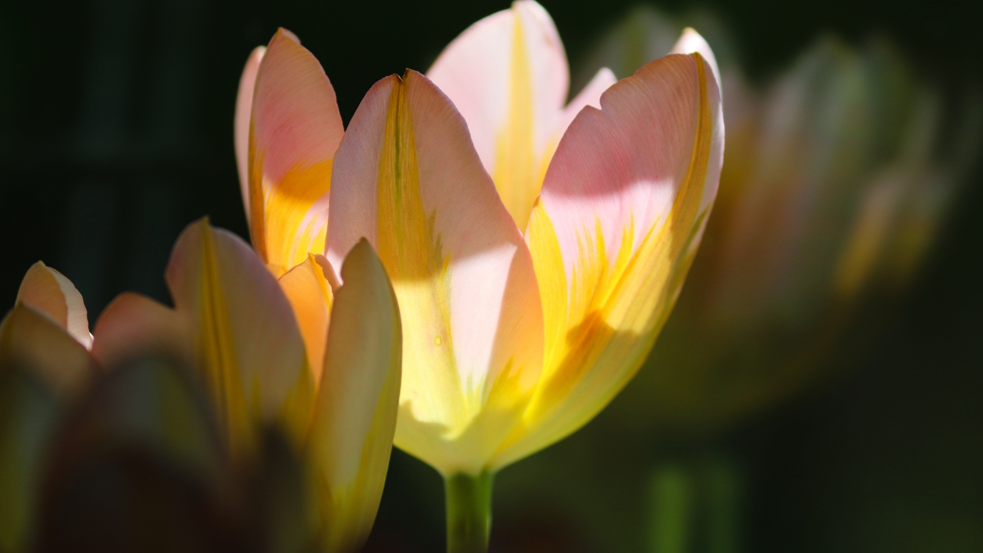 Нежные розовые тюльпаны в лучах солнца