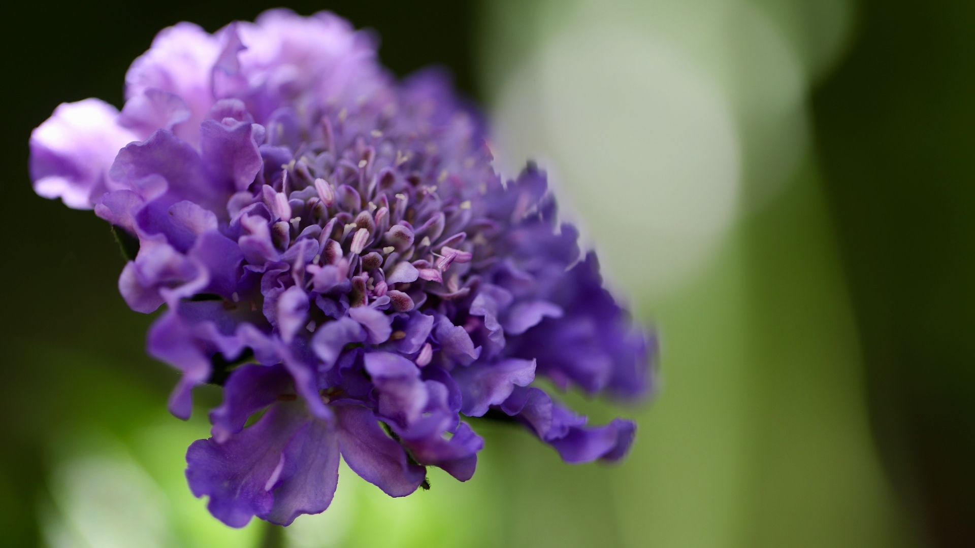 Нежный фиолетовый цветок люцида