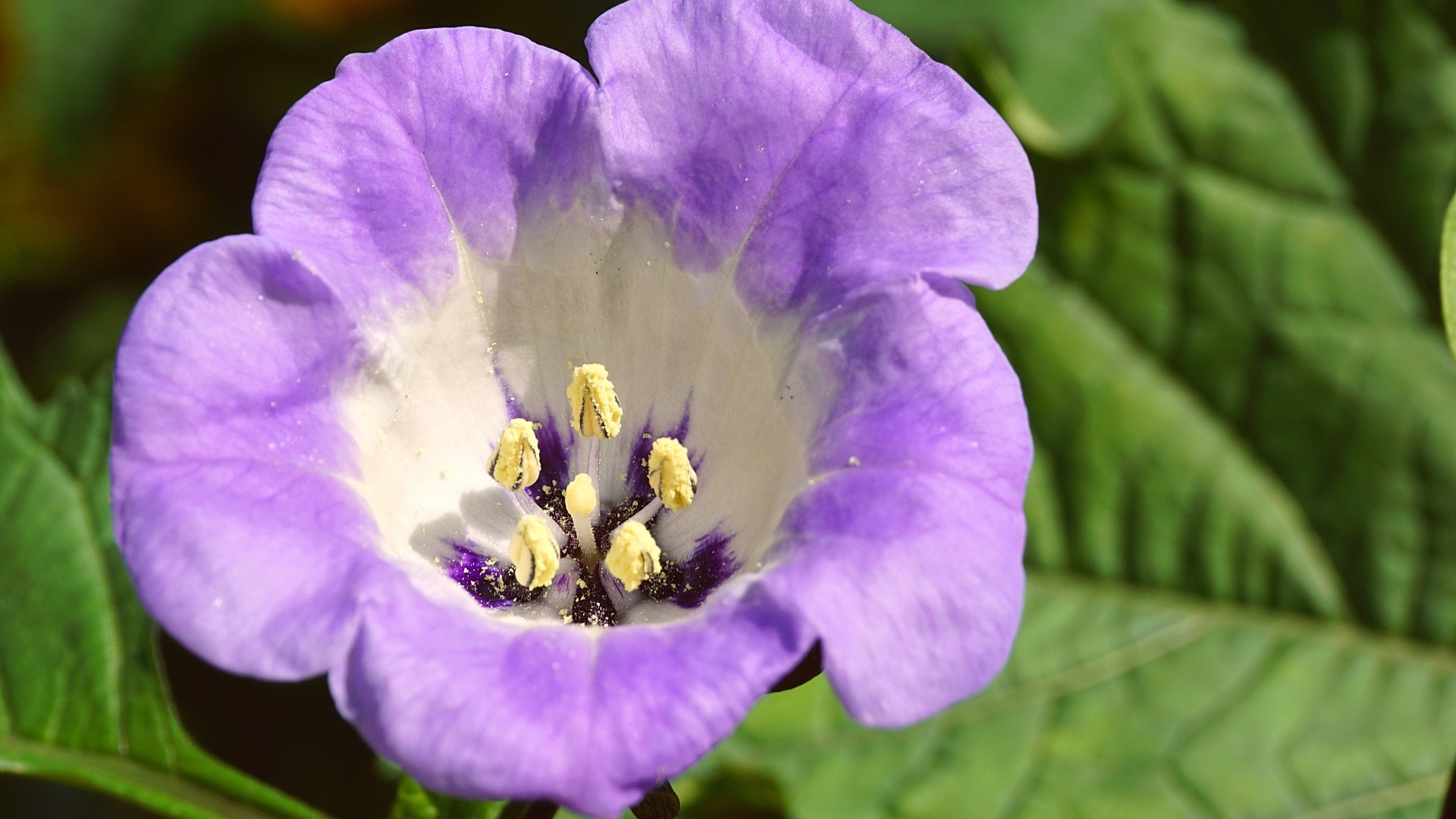 Нежный фиолетовый цветок физалодес крупным планом