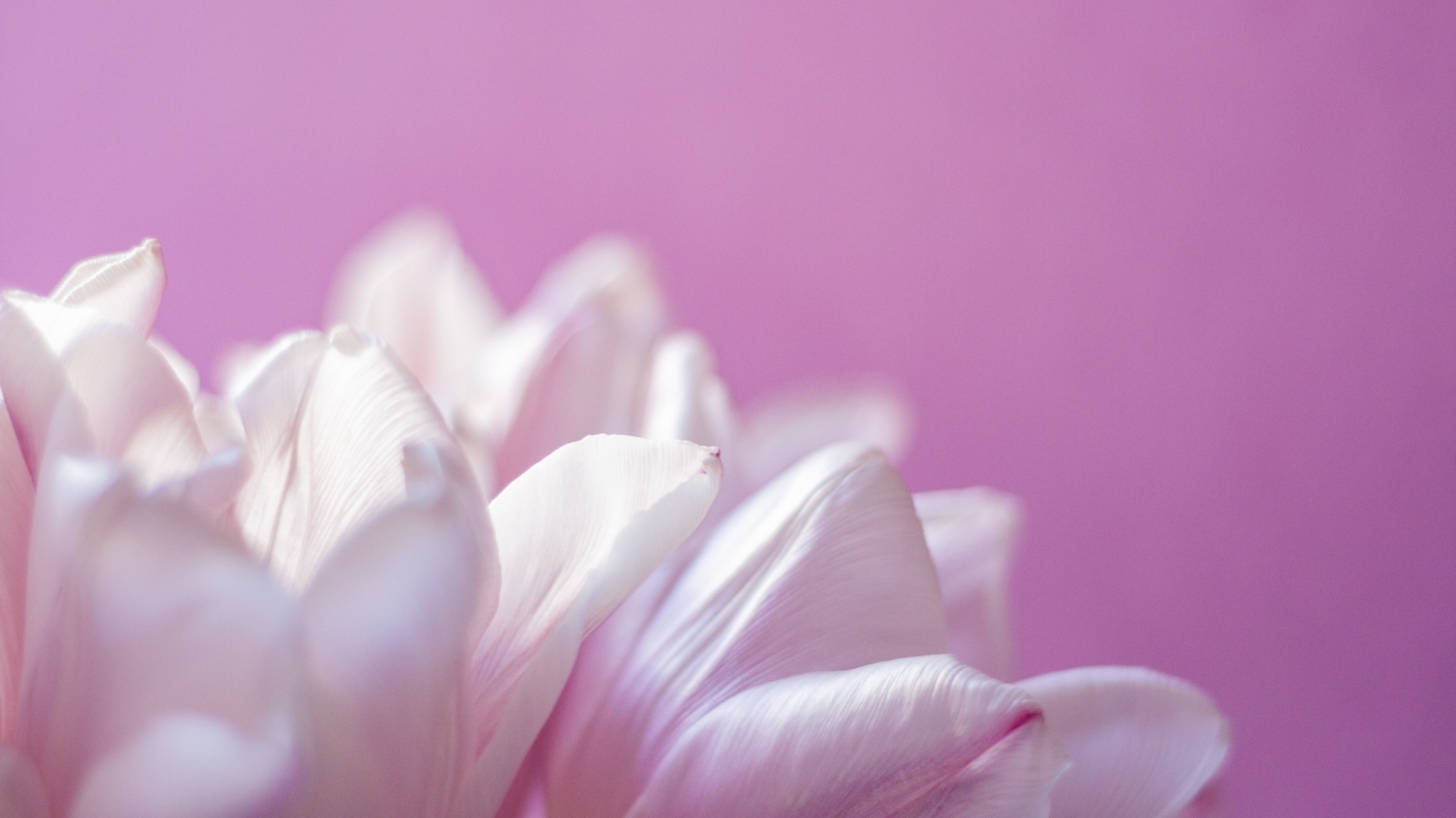 Нежные лепестки тюльпана на розовом фоне