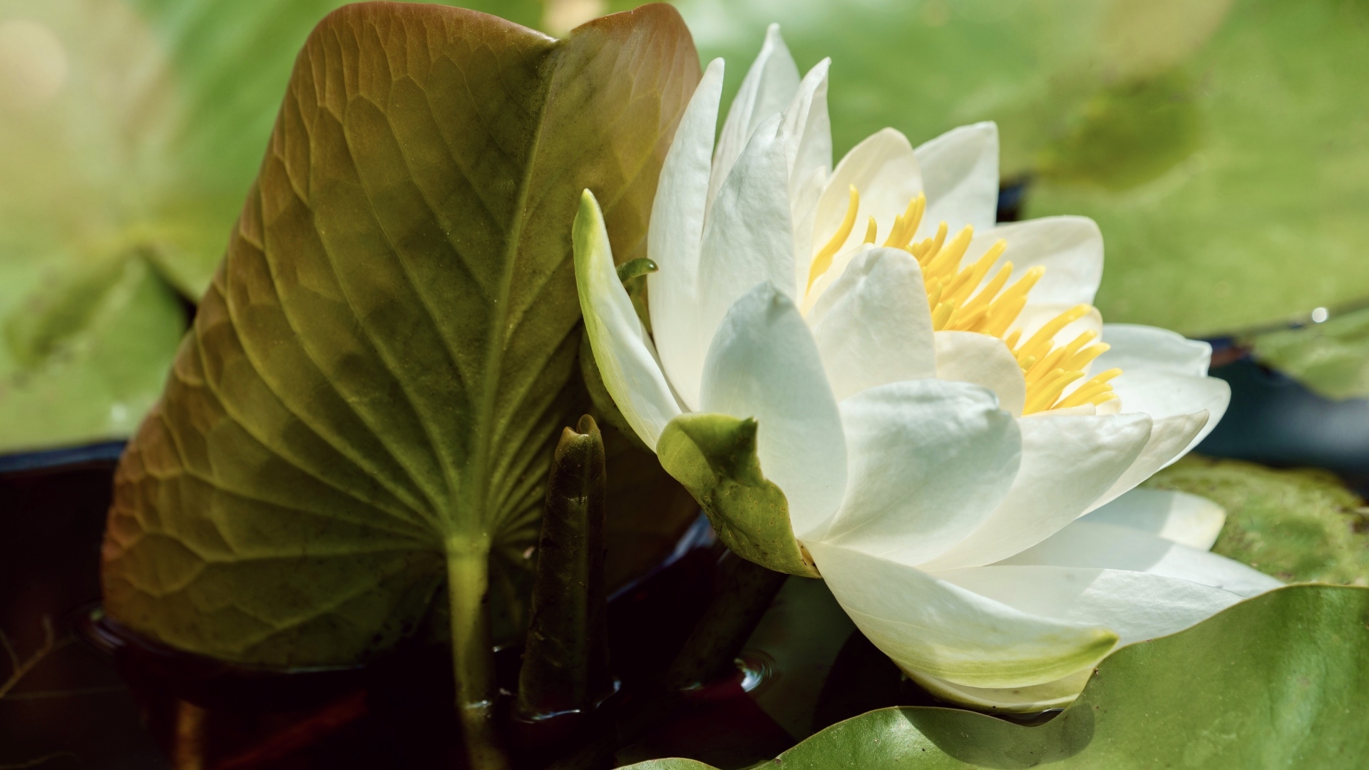 Нежный белый цветок водяной лилии в зелеными листьями