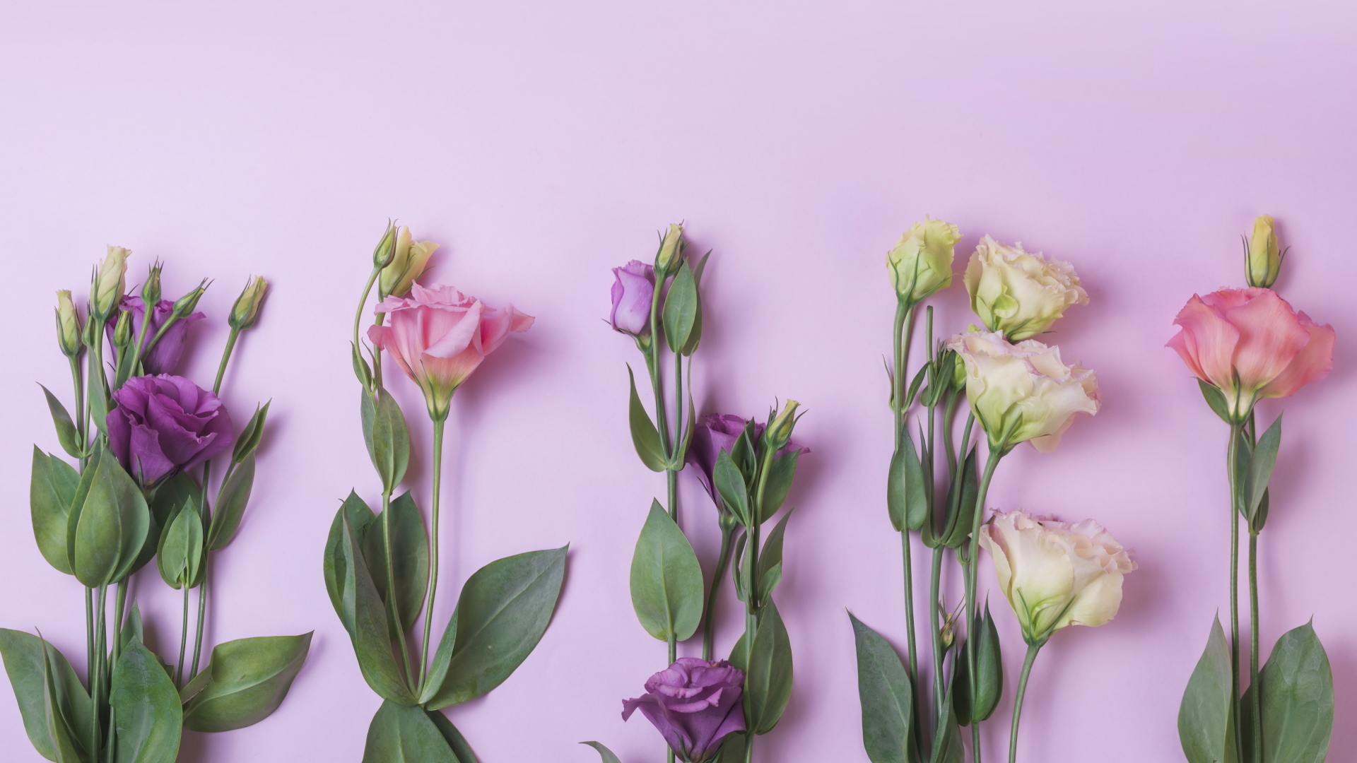 Цветы эустомы на розовом фоне