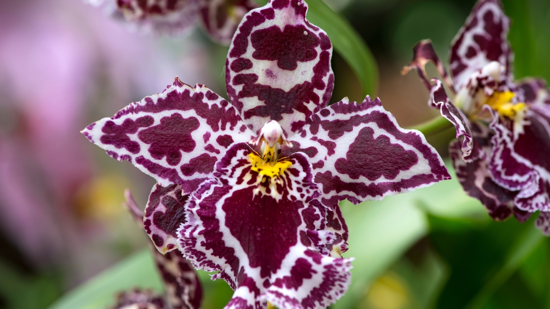 Экзотическая пятнистая орхидея крупным планом