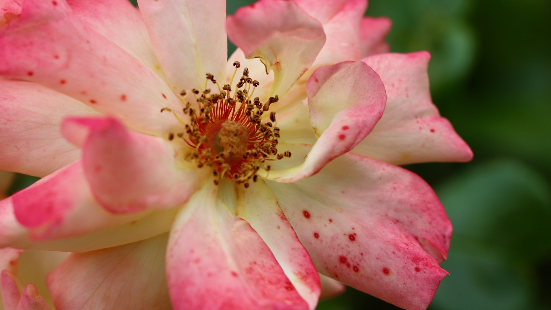 Отцветающая роза на клумбе крупным планом