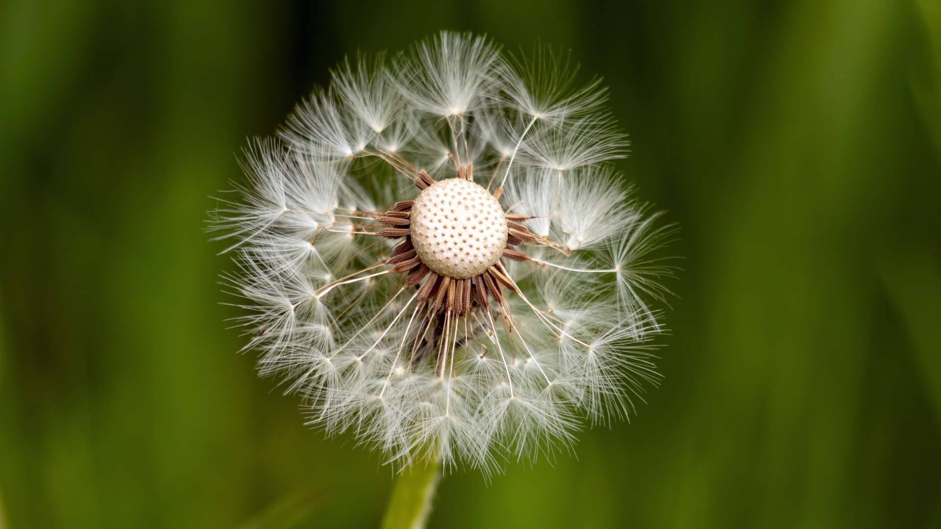 Опавший белый одуванчик