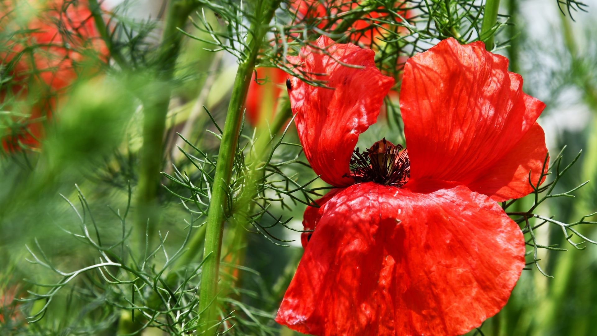 Полевой мак с красными лепестками в зеленых листьях