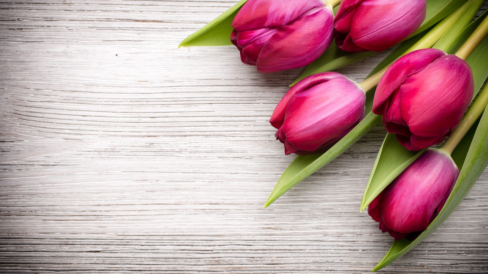 Пять розовых тюльпанов на деревянном фоне