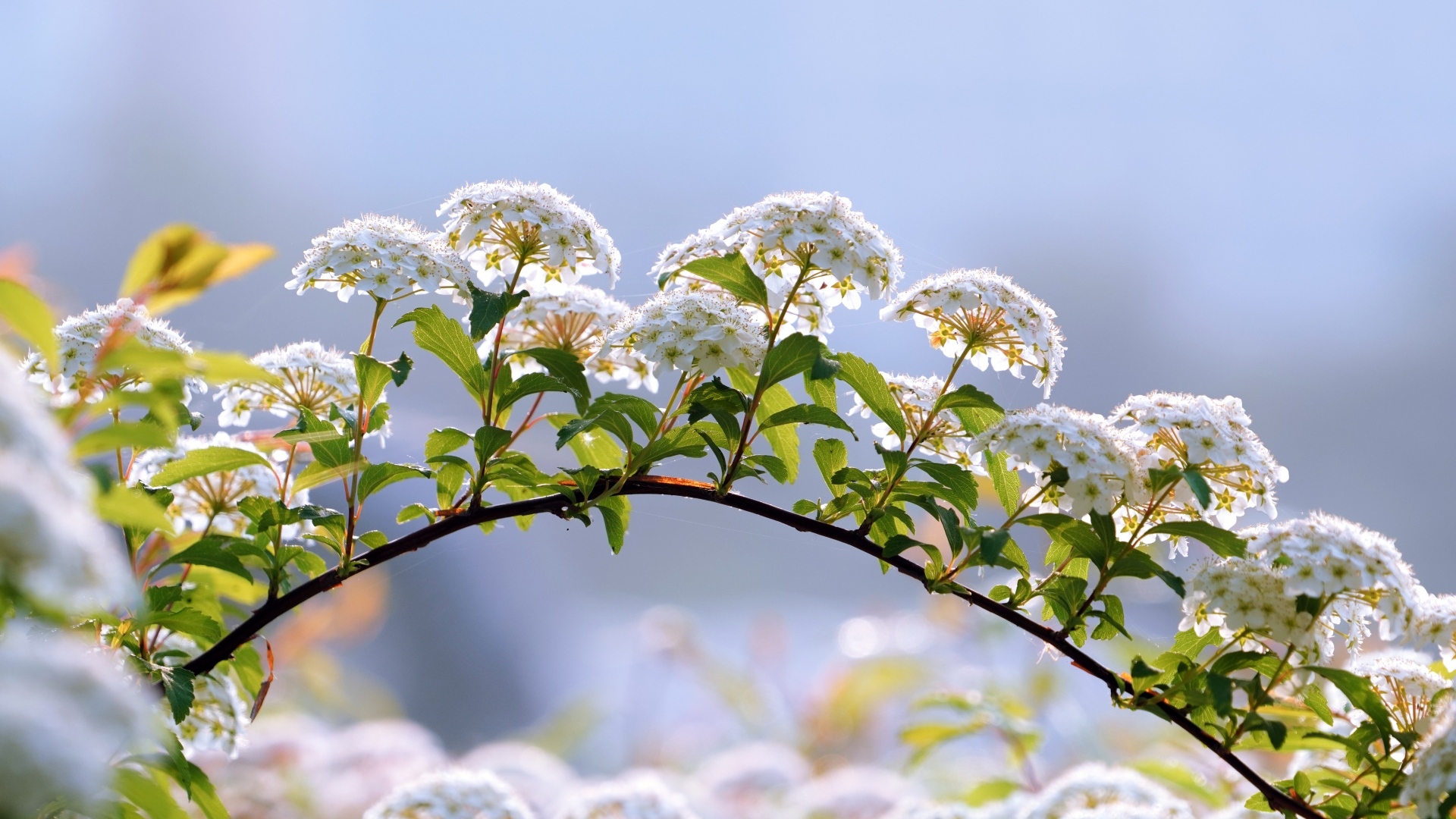 Цветущие ветки дерева весной на фоне неба