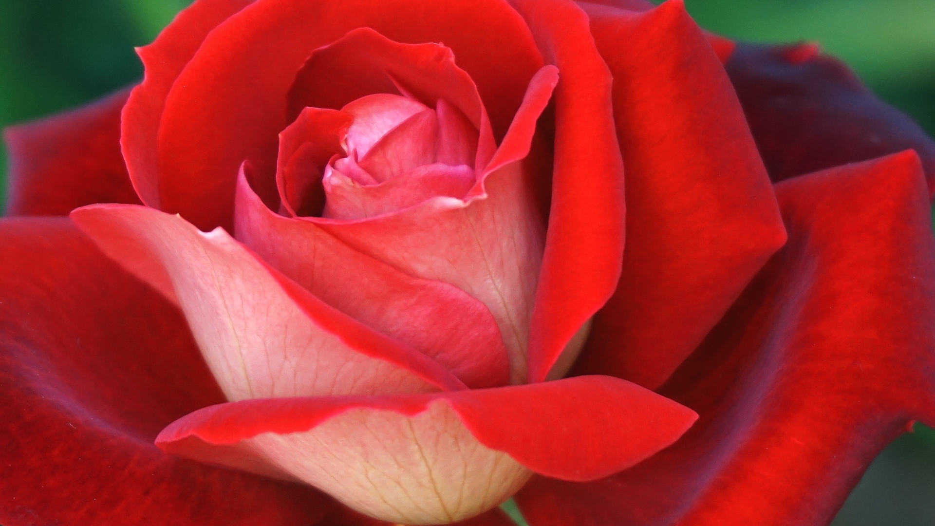 Ароматная красная чайная роза крупным планом