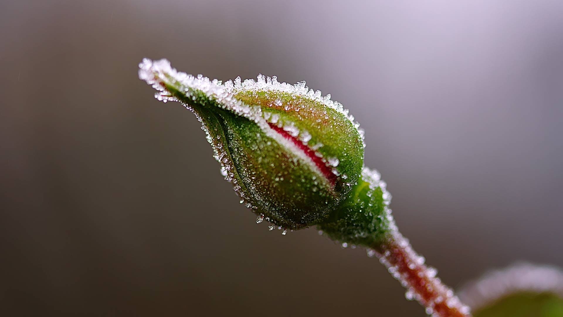 Покрытый инеем бутон розы крупным планом