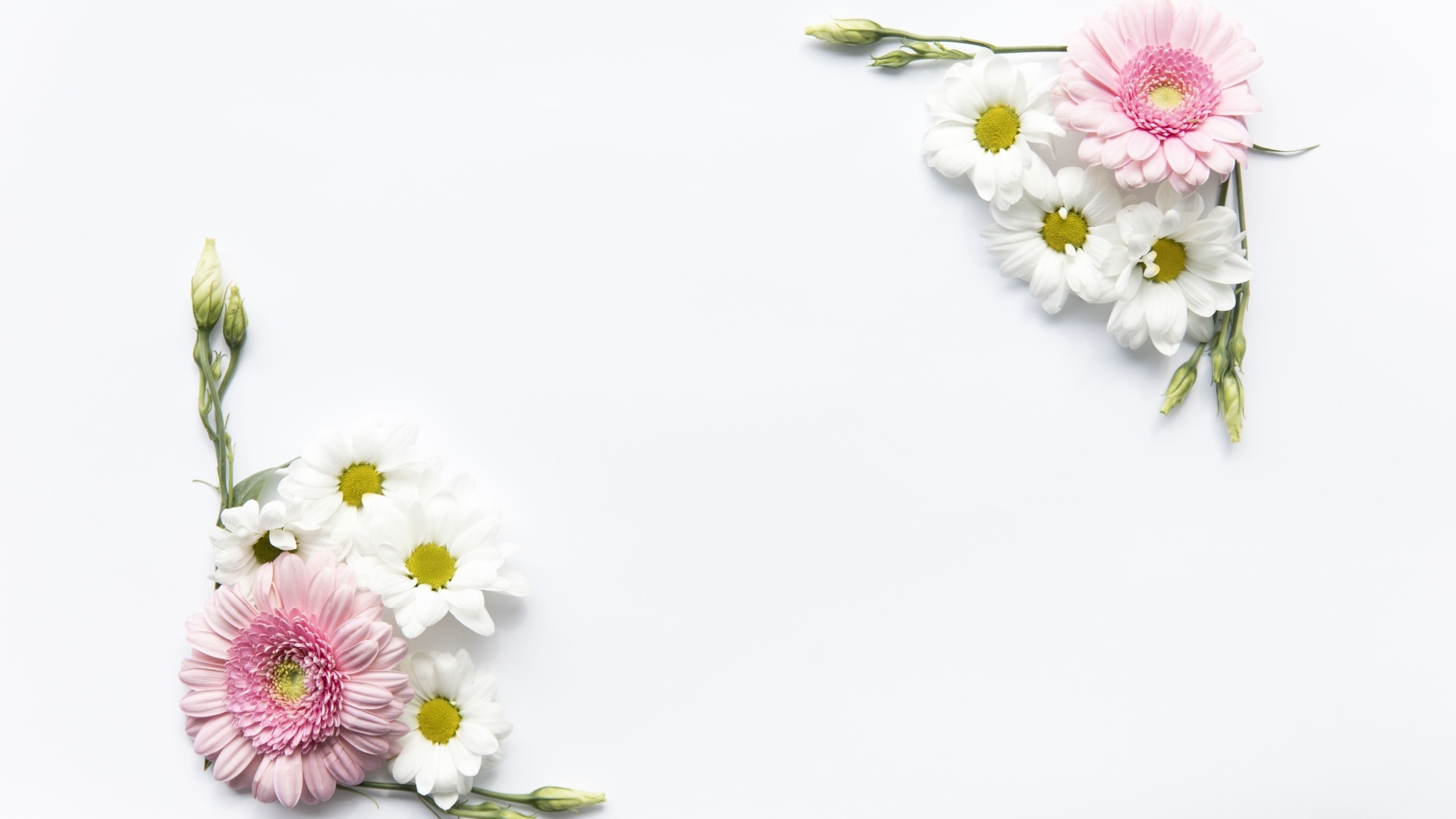 Цветы герберы и хризантемы на белом фоне