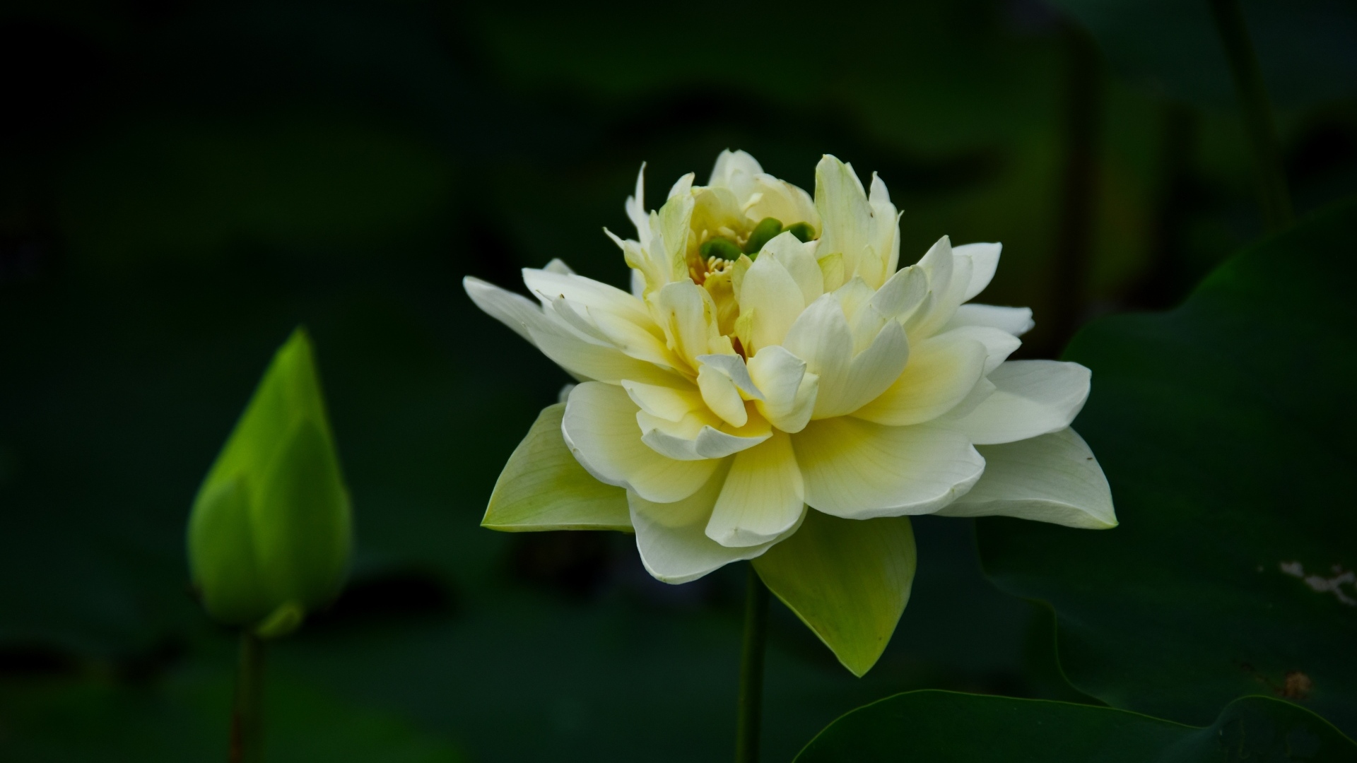 Золотой лотос с бутоном крупным планом