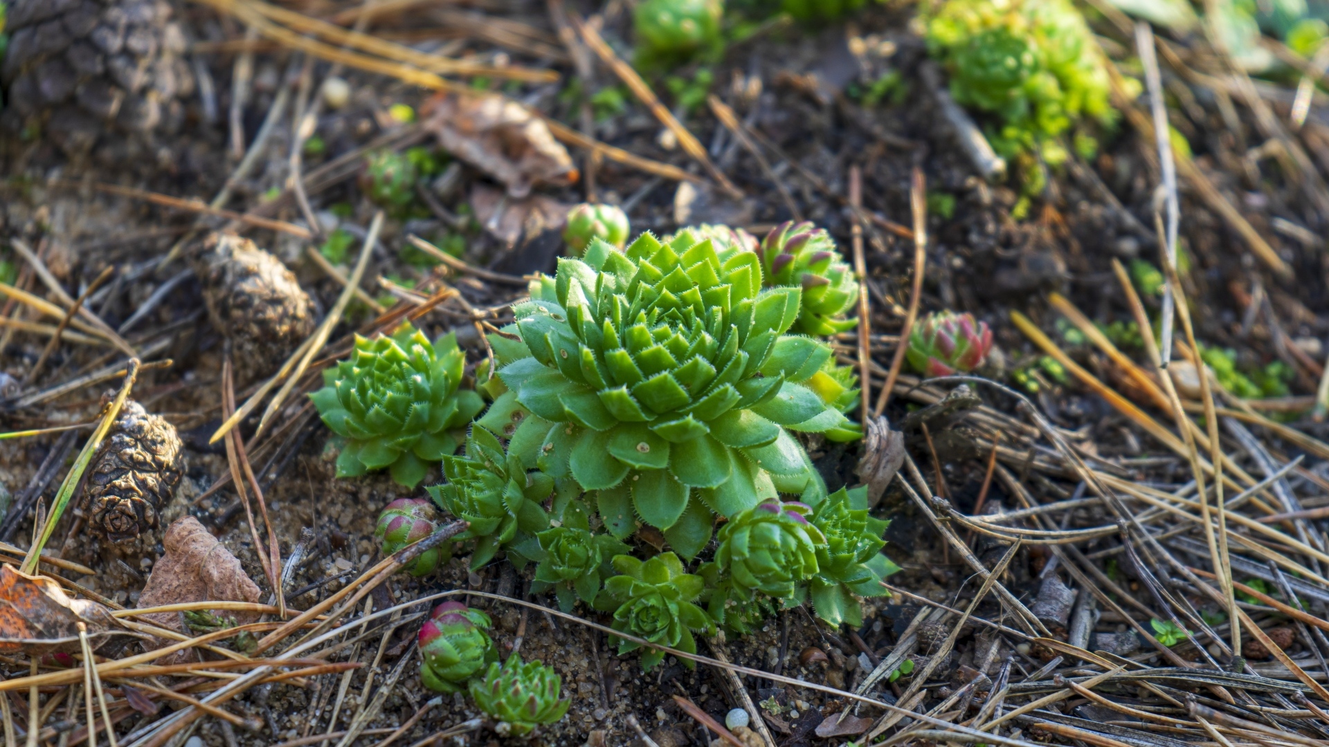 Зеленые растения суккуленты на земле