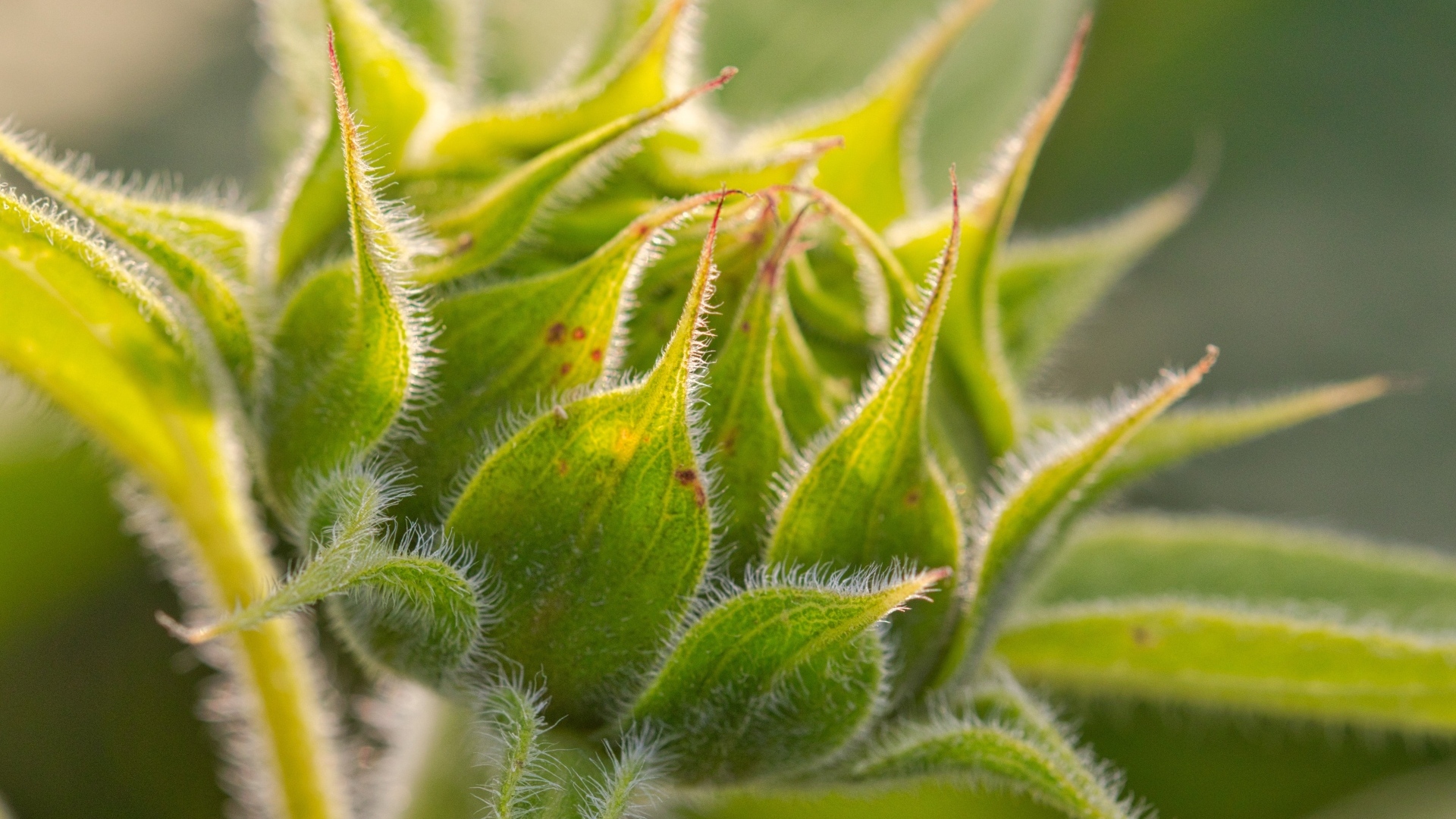 Зеленый нераспустившийся цветок подсолнуха