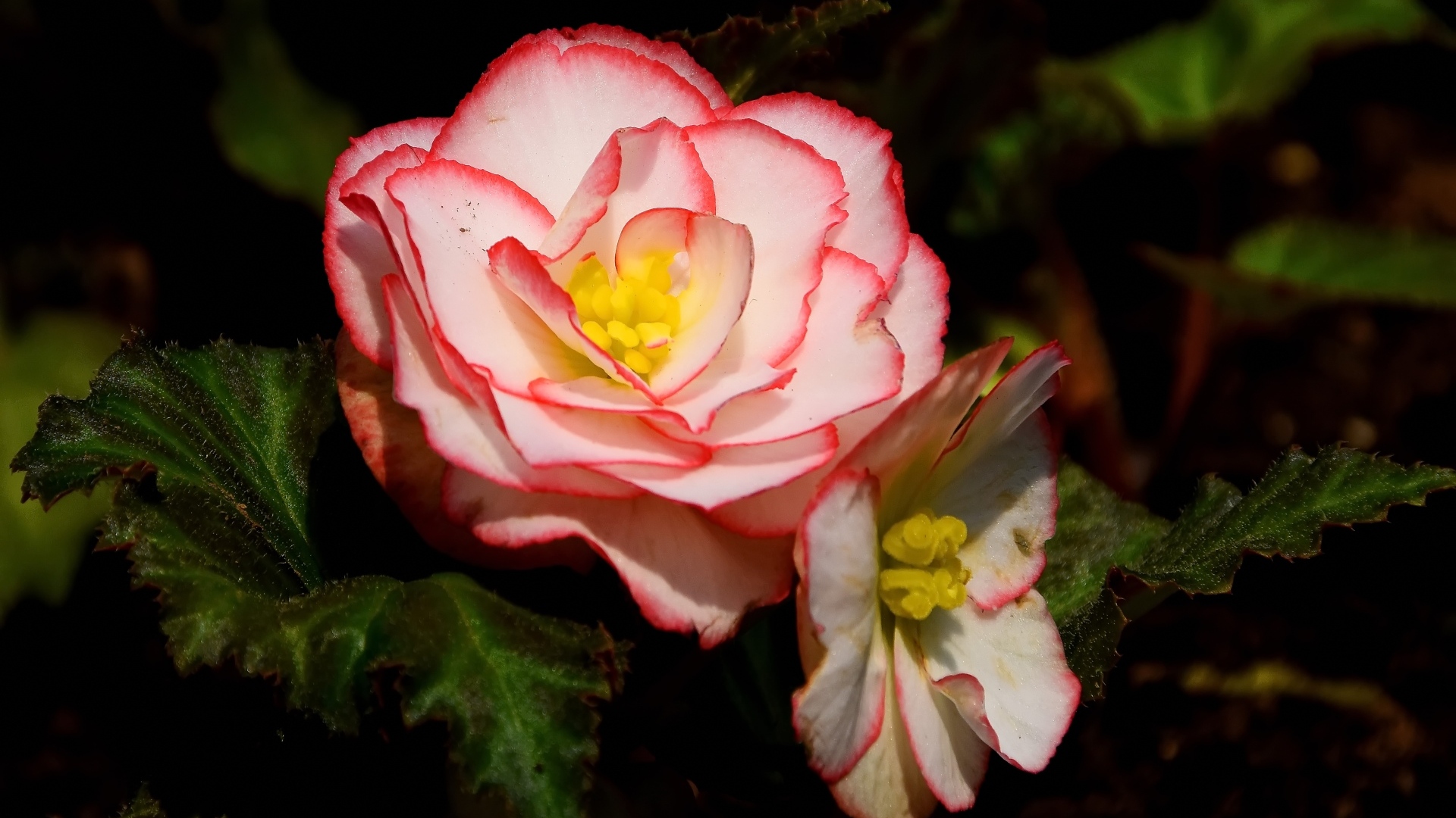 Комнатный цветок бегония крупным планом