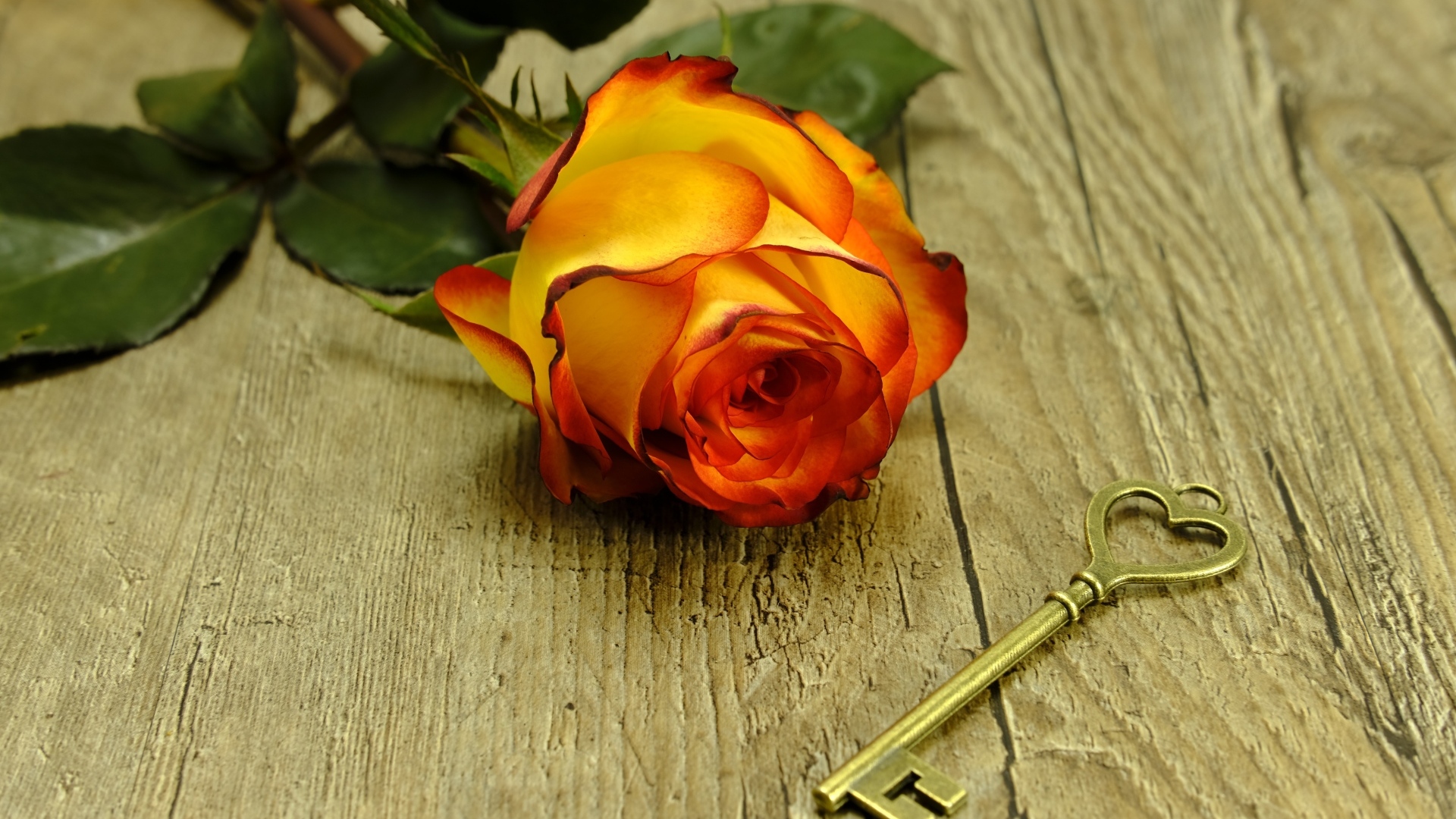 Ключ и оранжевая роза на деревянном столе