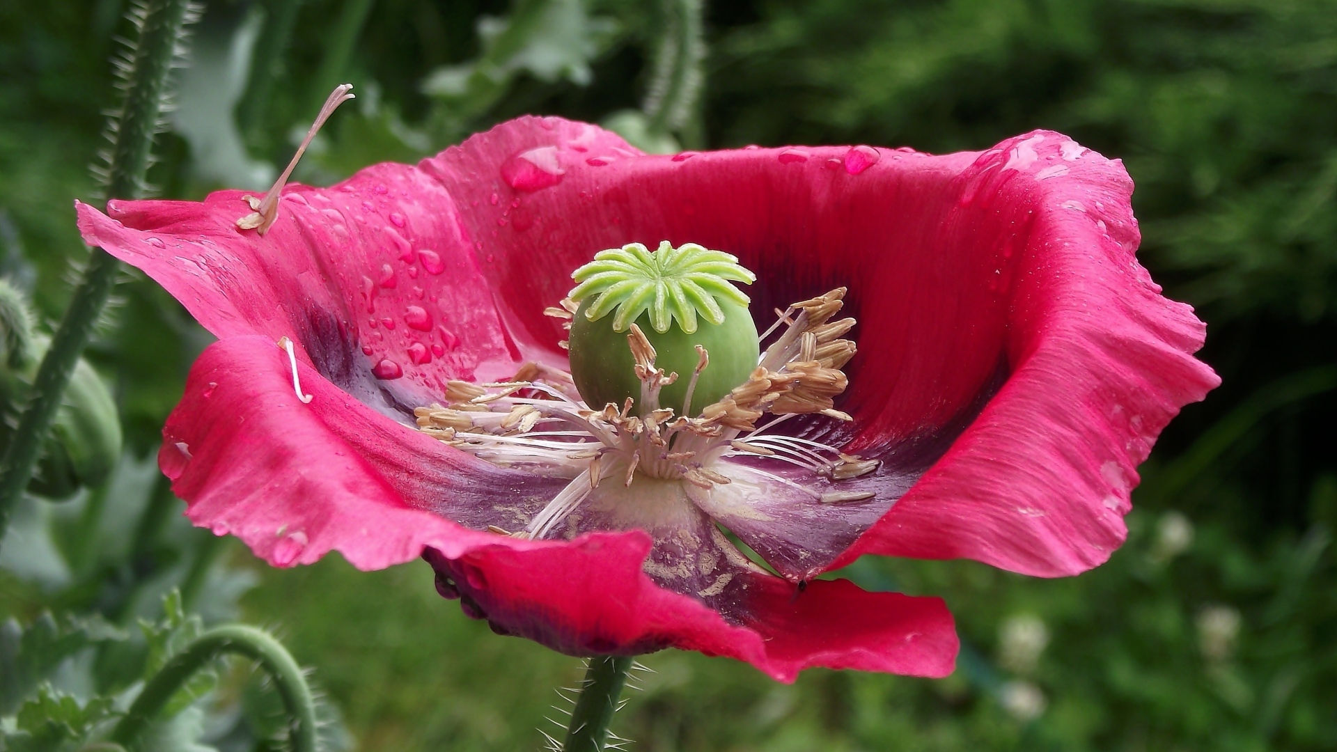 Большой распустившийся розовый мак