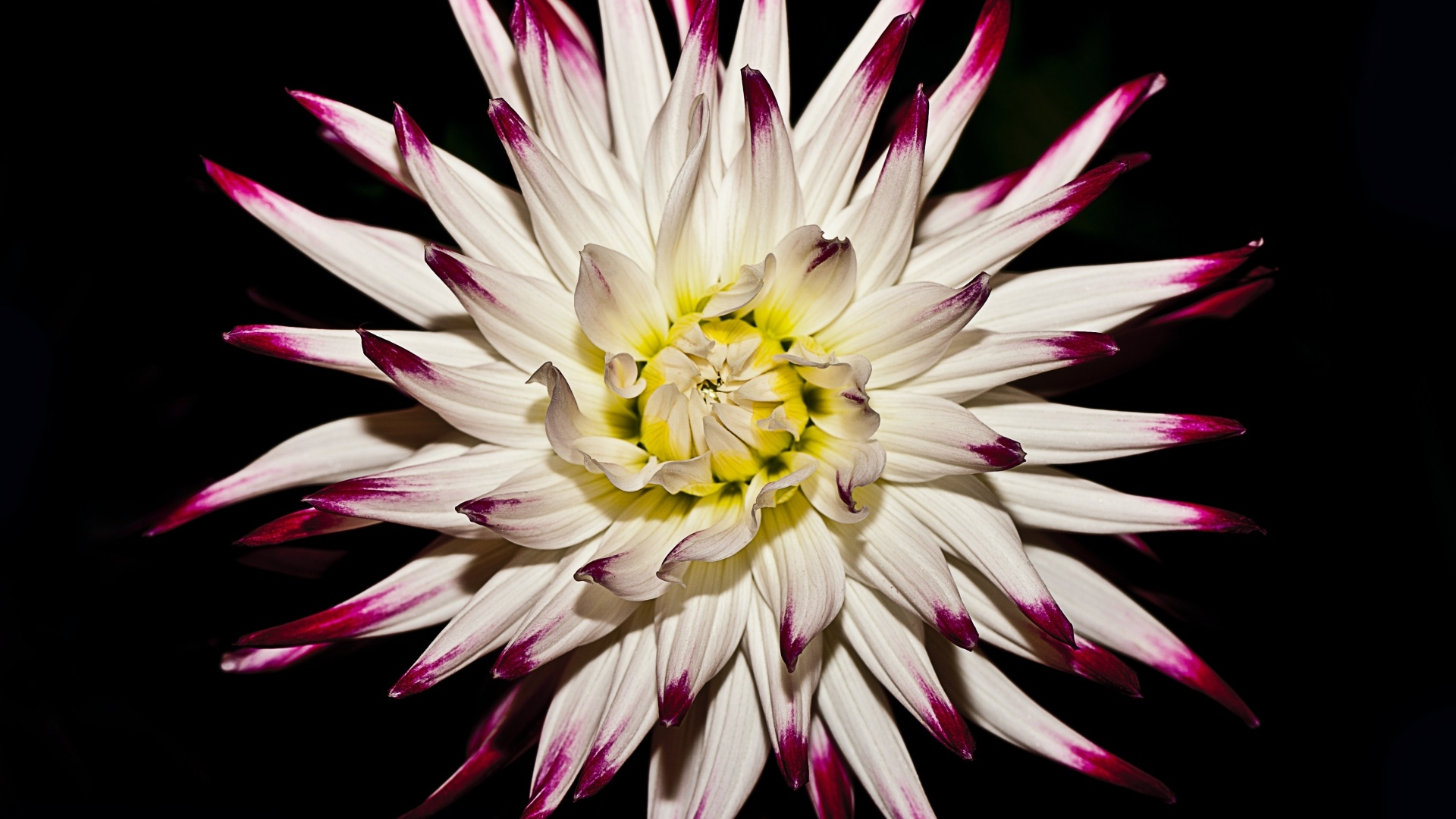 Крупный цветок георгина на черном фоне