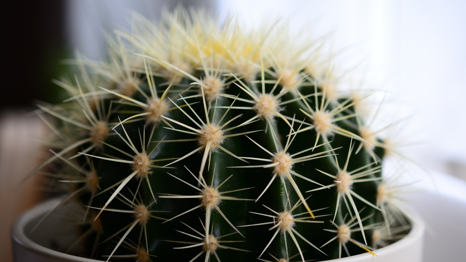 Большие иголки колючего кактуса