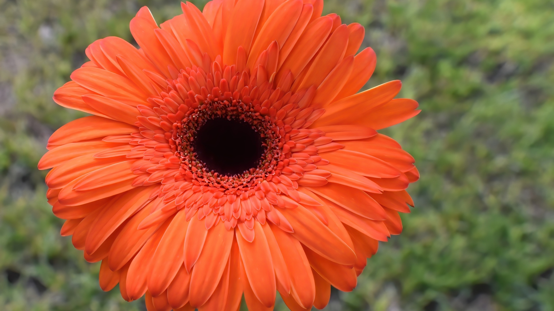 Крупный цветок оранжевой герберы