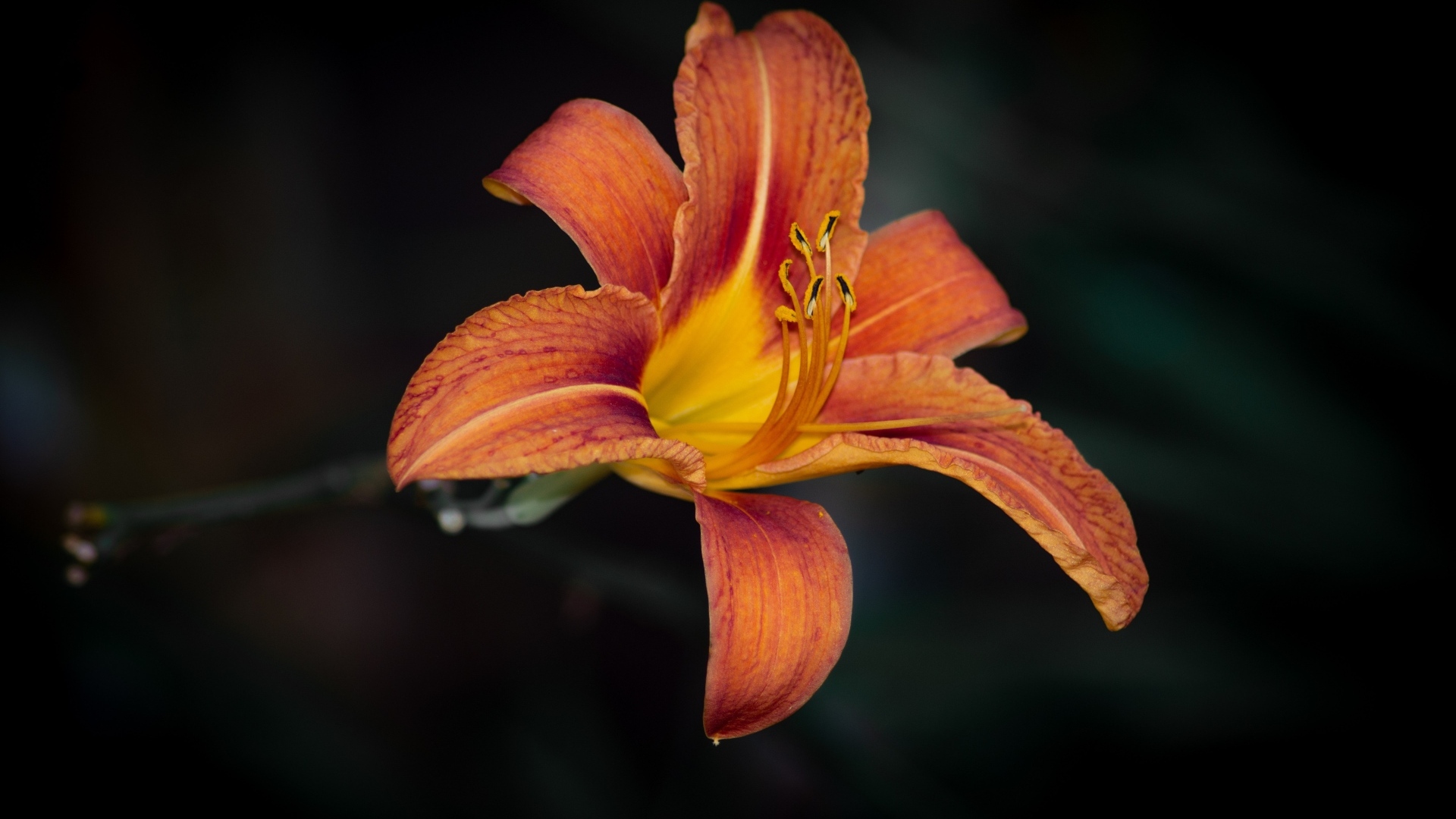 Большая оранжевая лилия на черном фоне