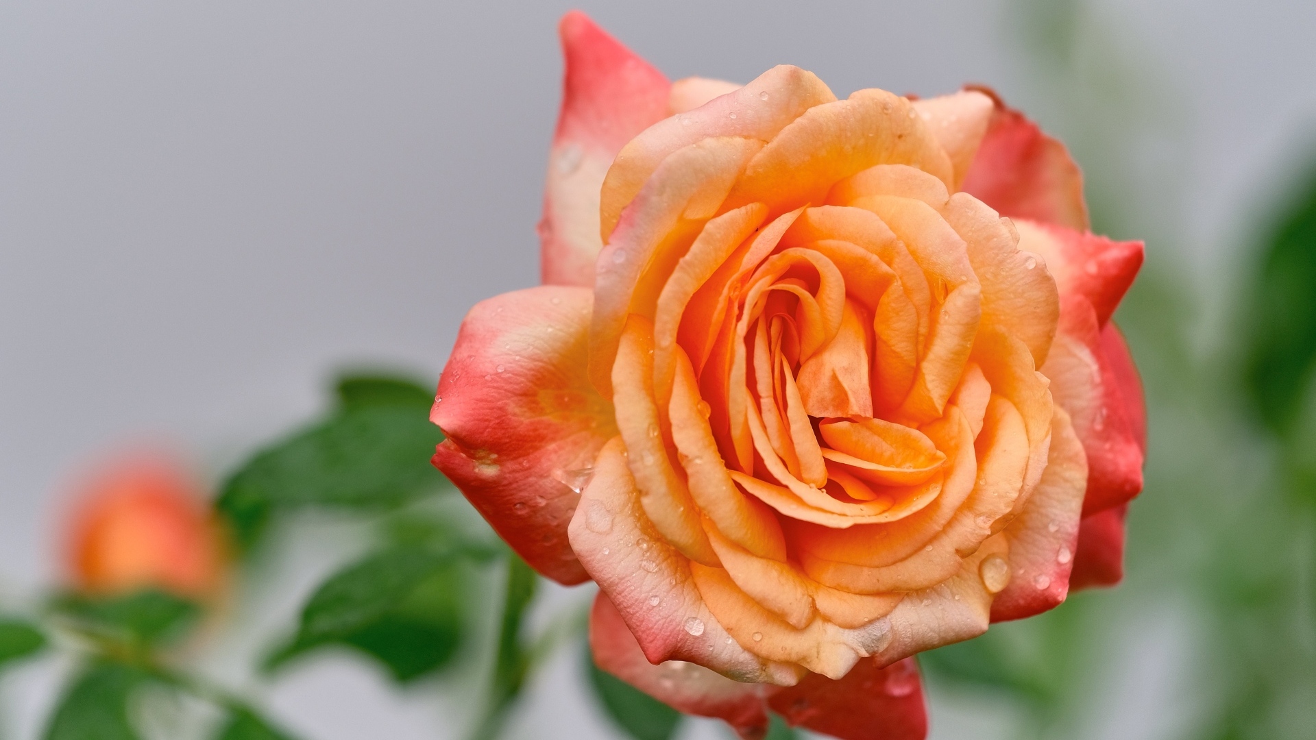 Крупная оранжевая роза в каплях росы