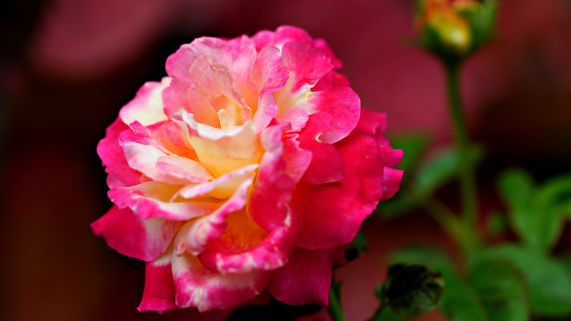 Крупная розовая роза с бутоном