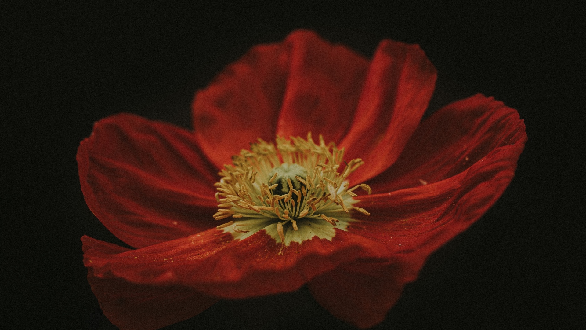 Крупный цветок красного мака на черном фоне