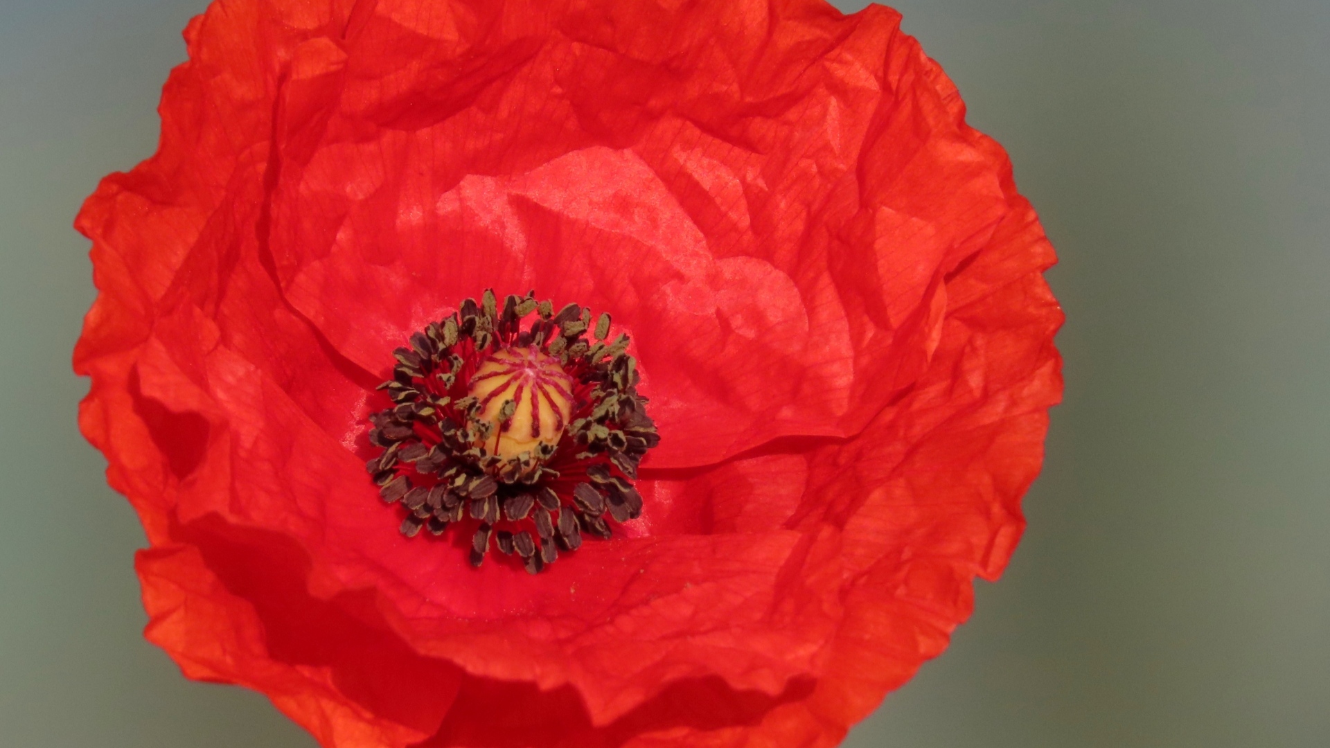 Большой красный цветок мака на сером фоне