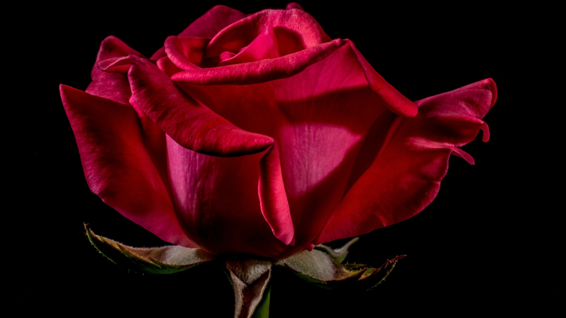 Большая красная роза крупным планом на черном фоне