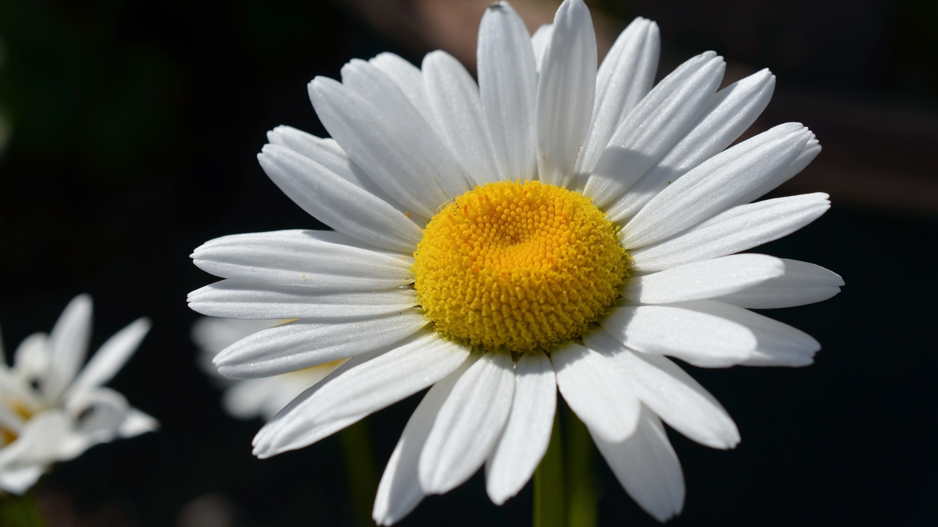 Крупная белая ромашка вблизи