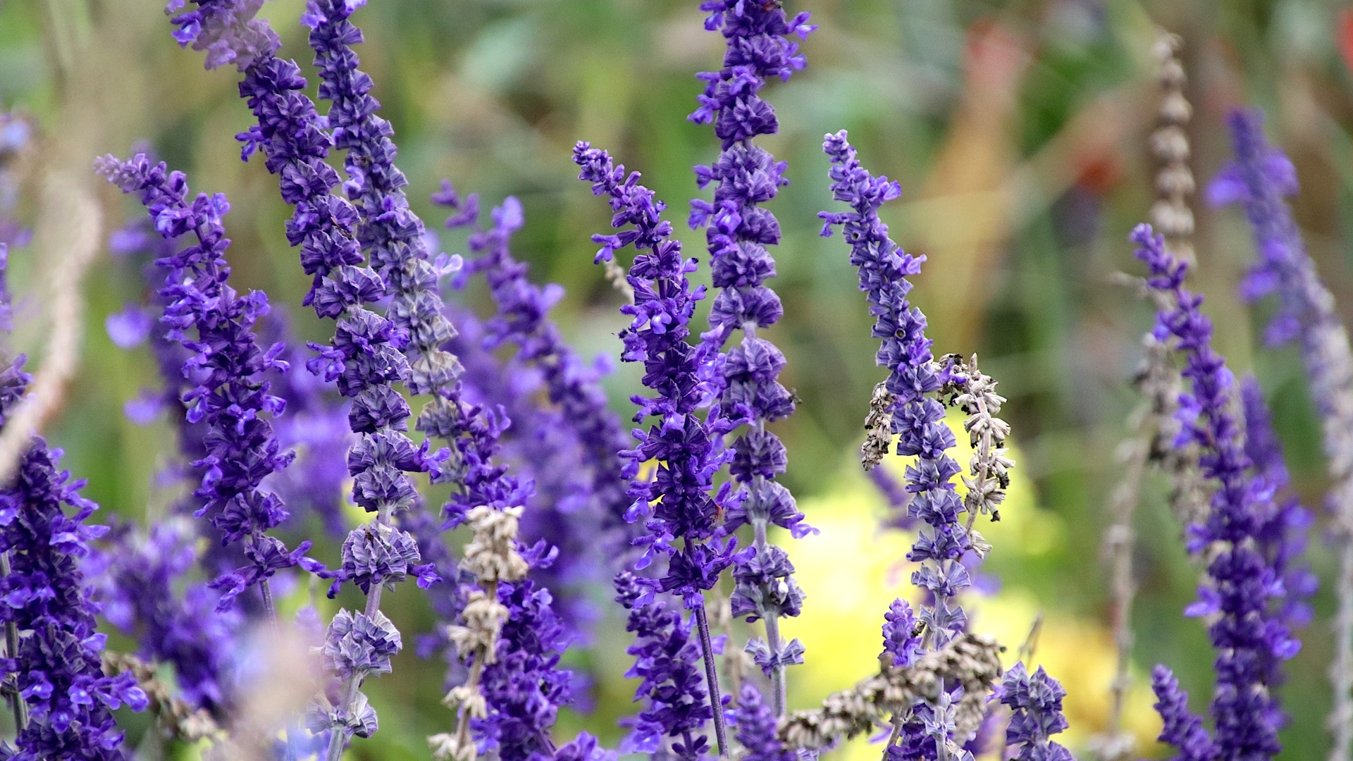 Цветы лаванды на поле 