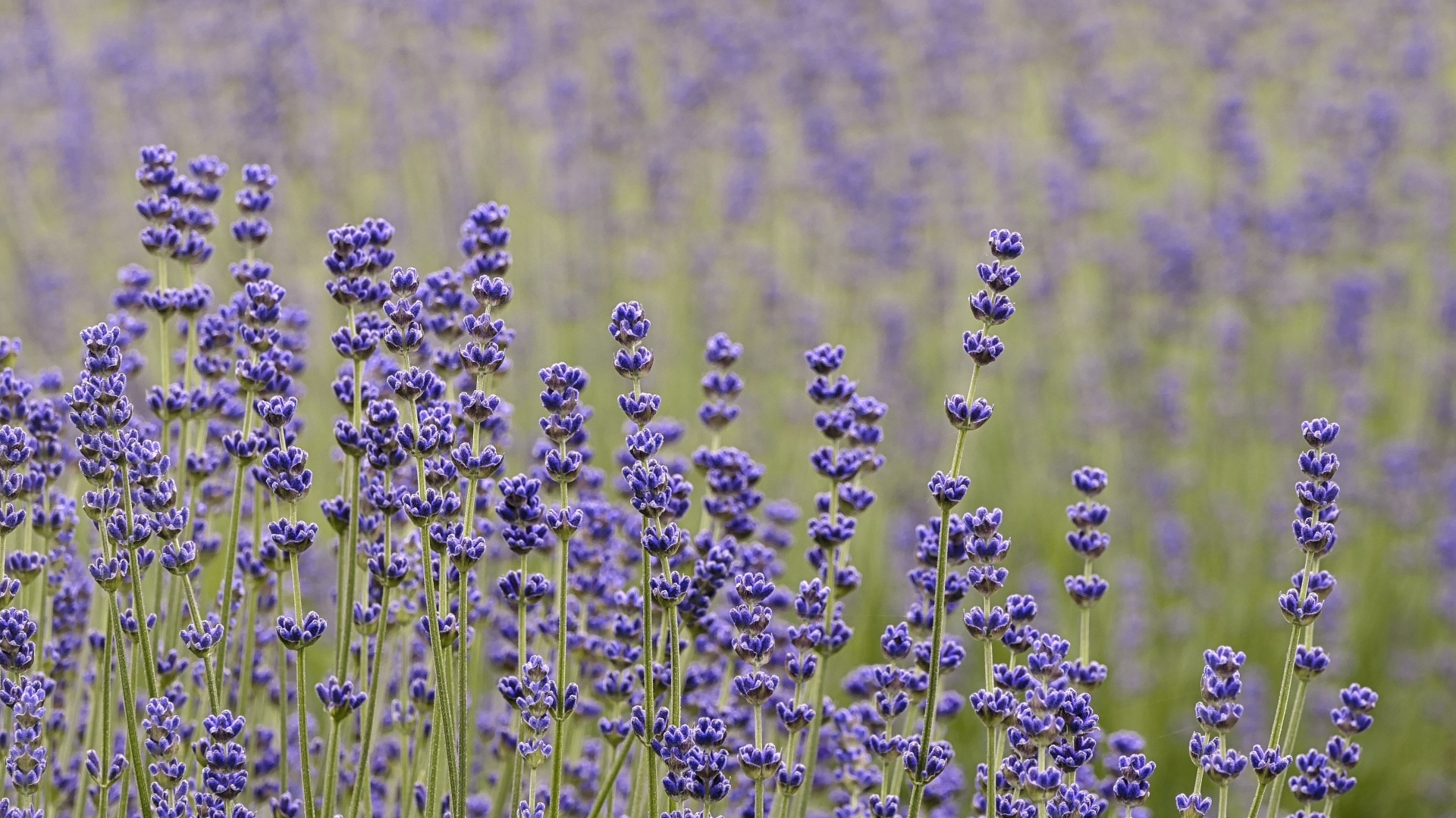 Лаванда на поле крупным планом