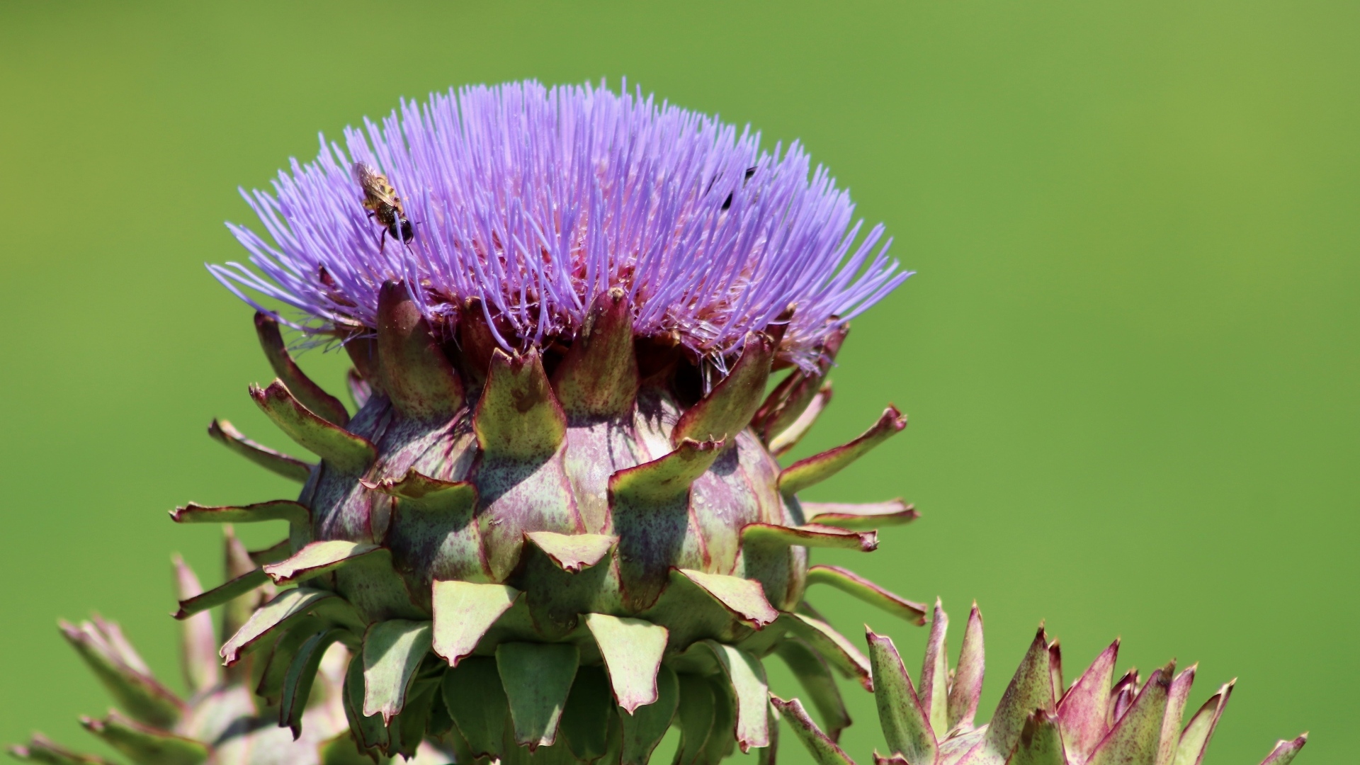 Сиреневый цветок артишока